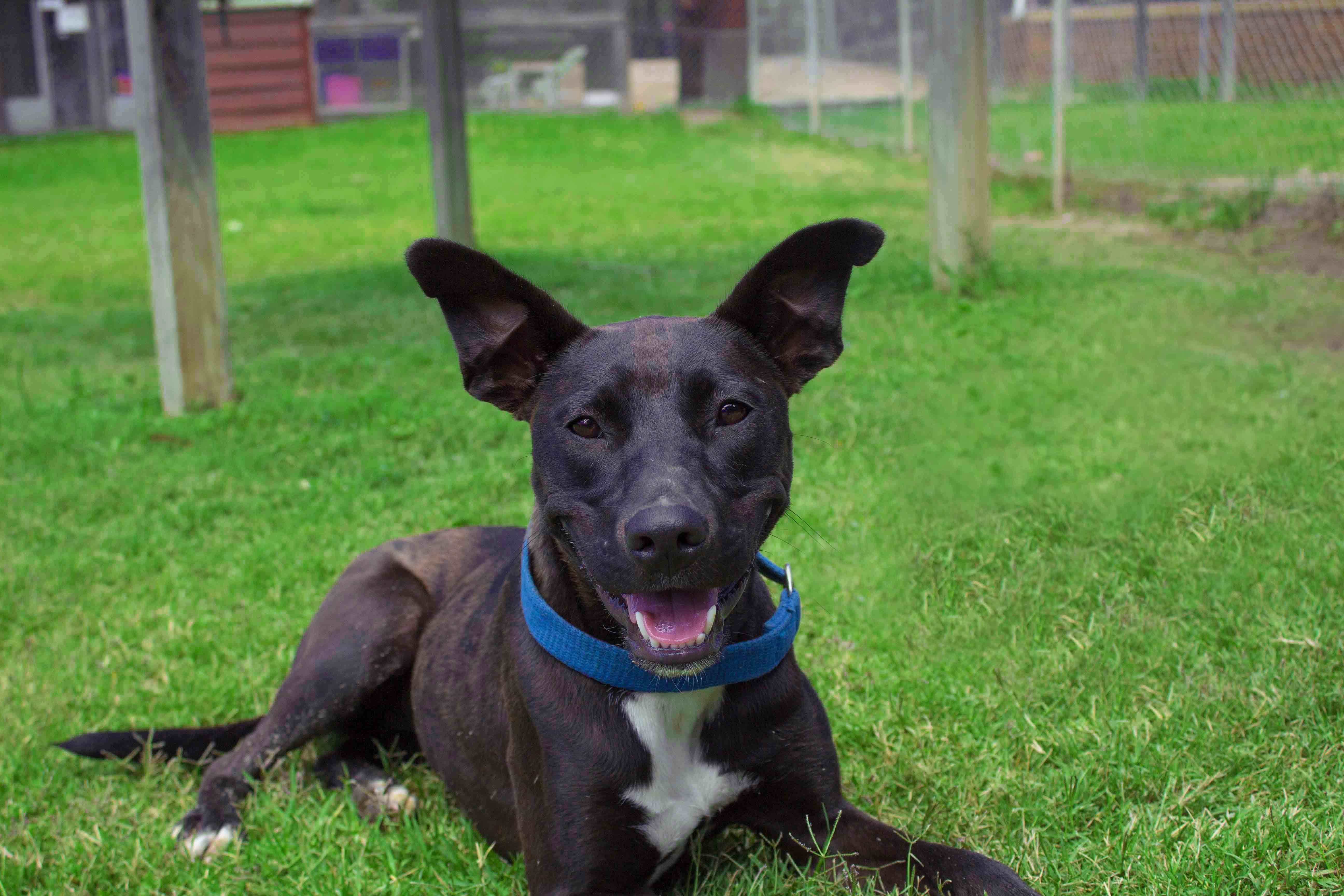 Choc Medium Female Staffordshire Bull Terrier x Australian Kelpie Mix 