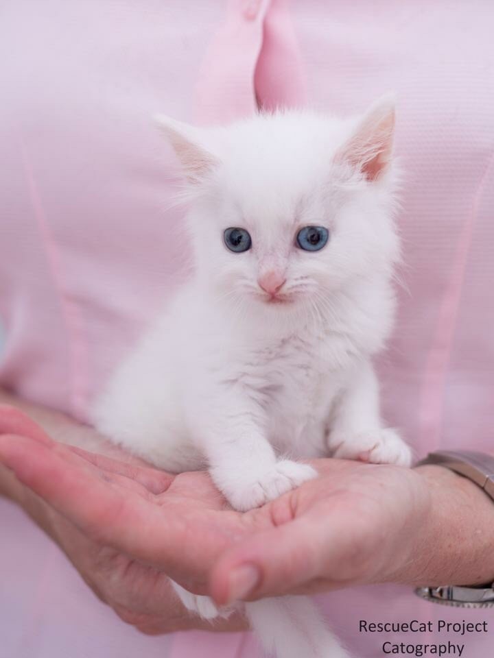 pure white kitten