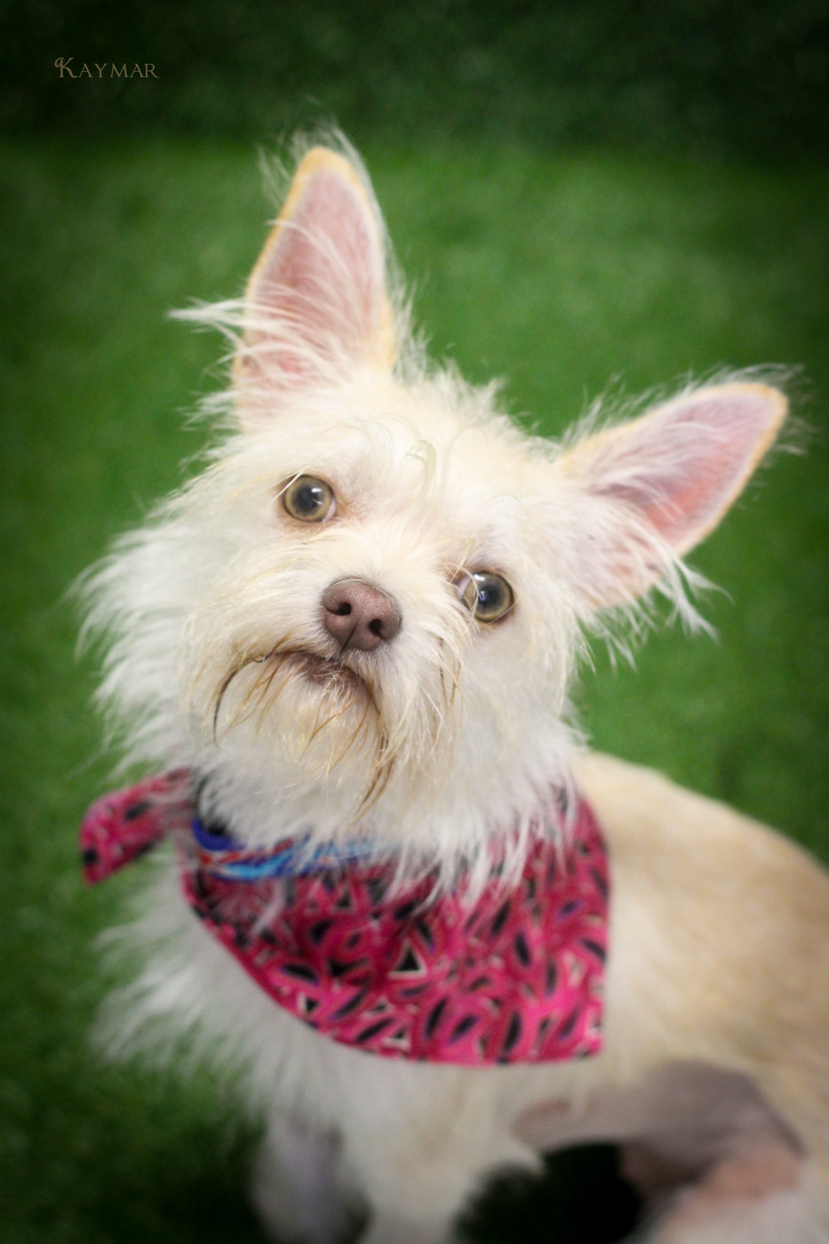 Biscuit - Small Female Affenpinscher x Chihuahua Mix Dog  