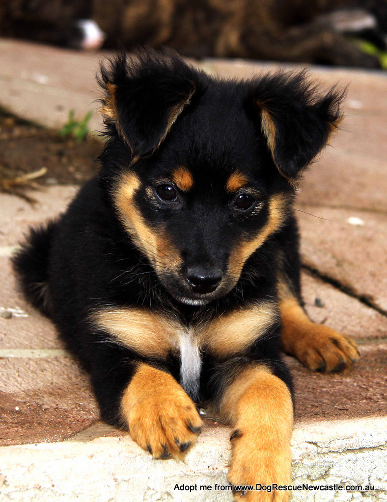 sheltie x pomeranian