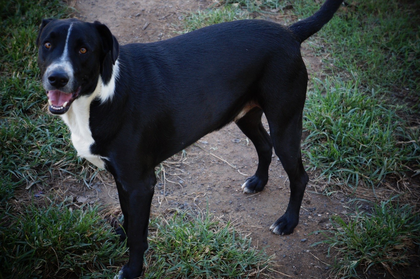 Stumpy Medium Male Boxer x Border Collie x Koolie Mix Dog in QLD PetRescue