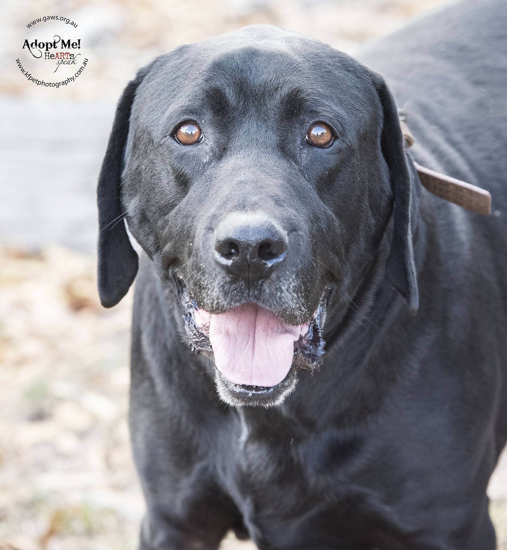 Max ID15375 Large Male Labrador Dog in VIC PetRescue