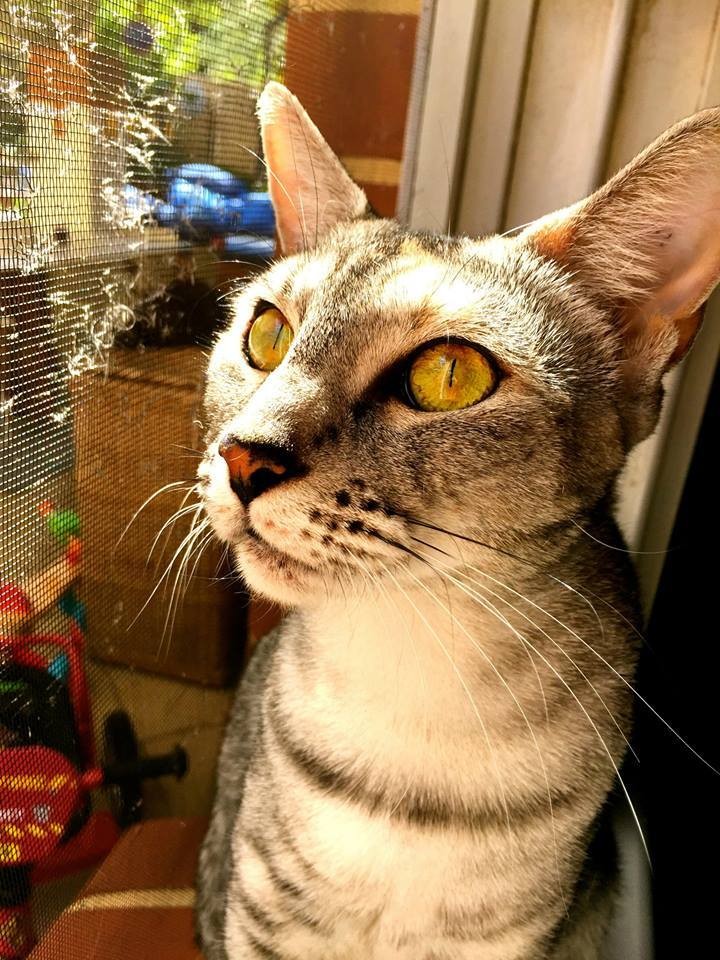 AC0206 Mitzi Moo Moo Female Oriental Cat in WA PetRescue