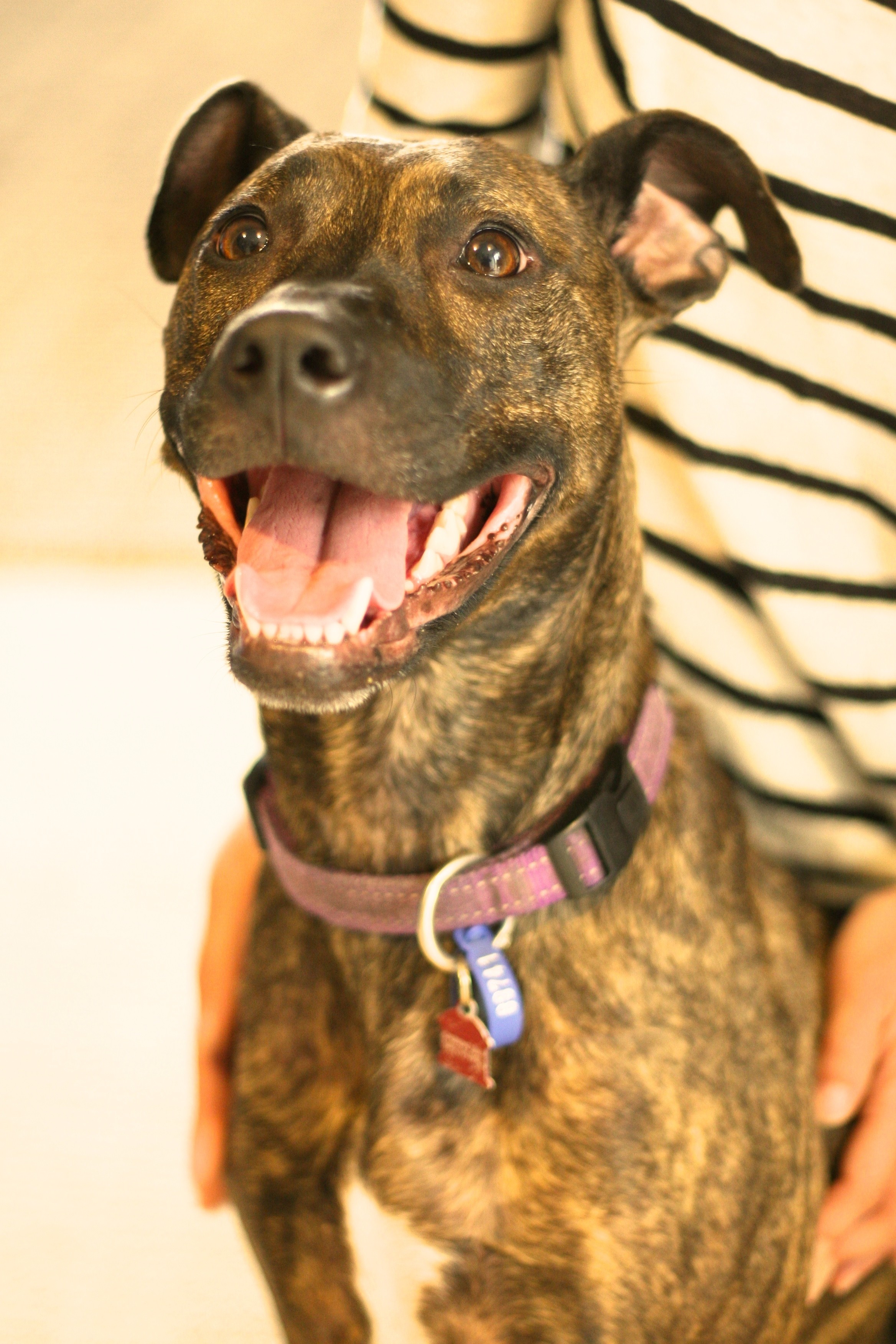 Lola Medium Female Staffy x Whippet Mix Dog in VIC PetRescue
