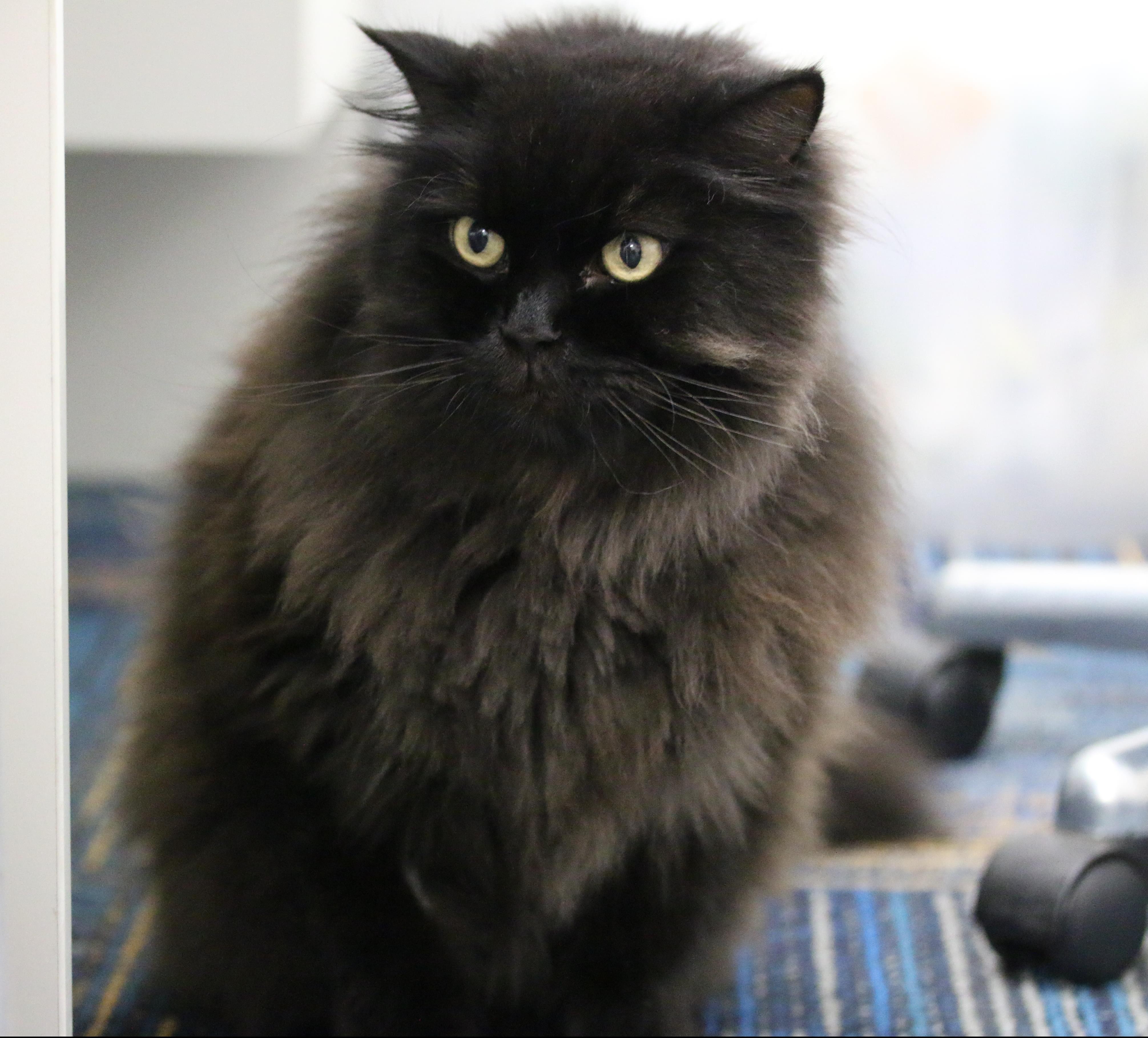 chinchilla himalayan cat