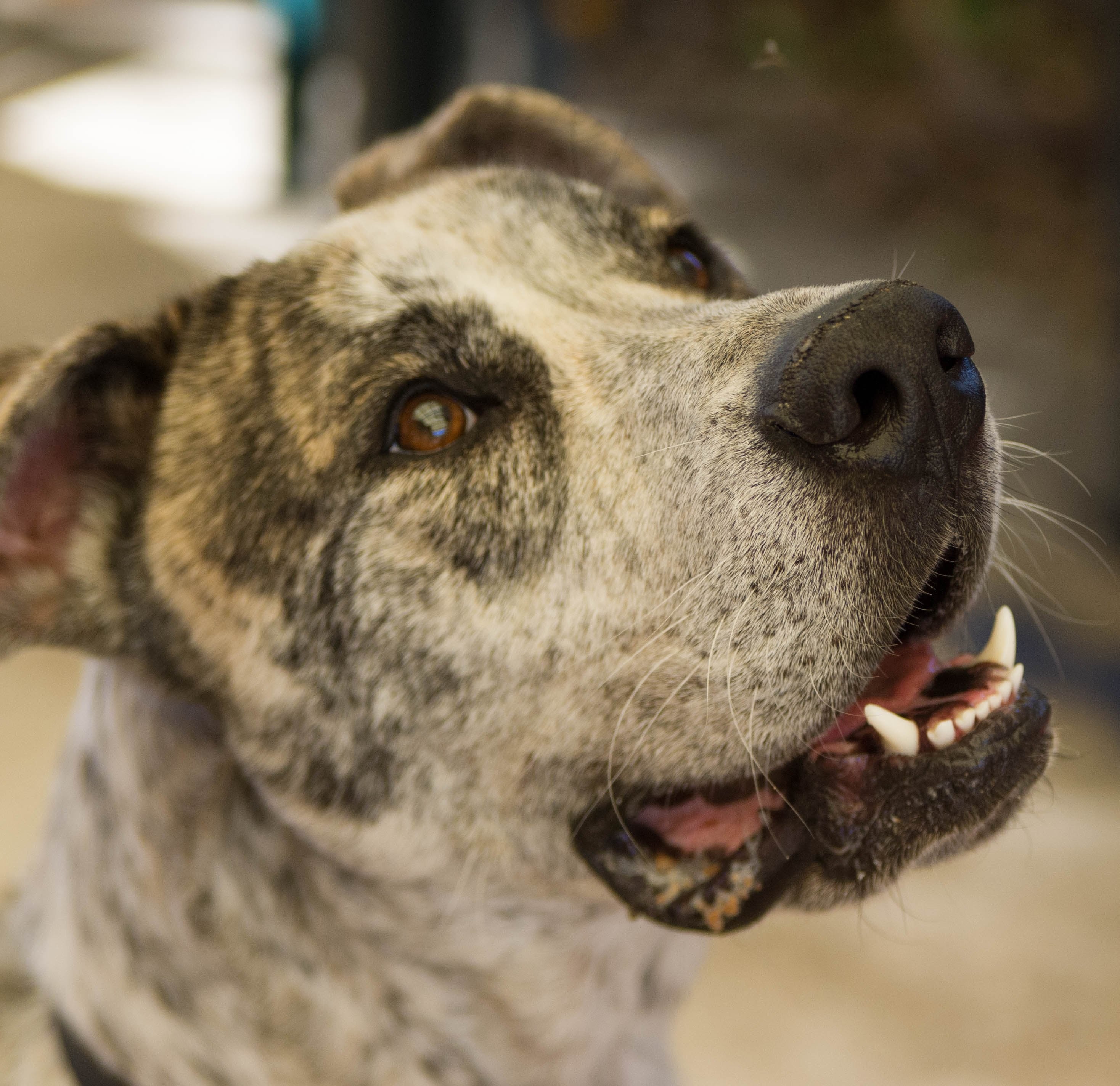 cobber complete puppy