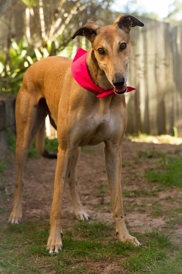 "Rupert and Polly", A Love Story. Bris/Gold Coast - PetRescue