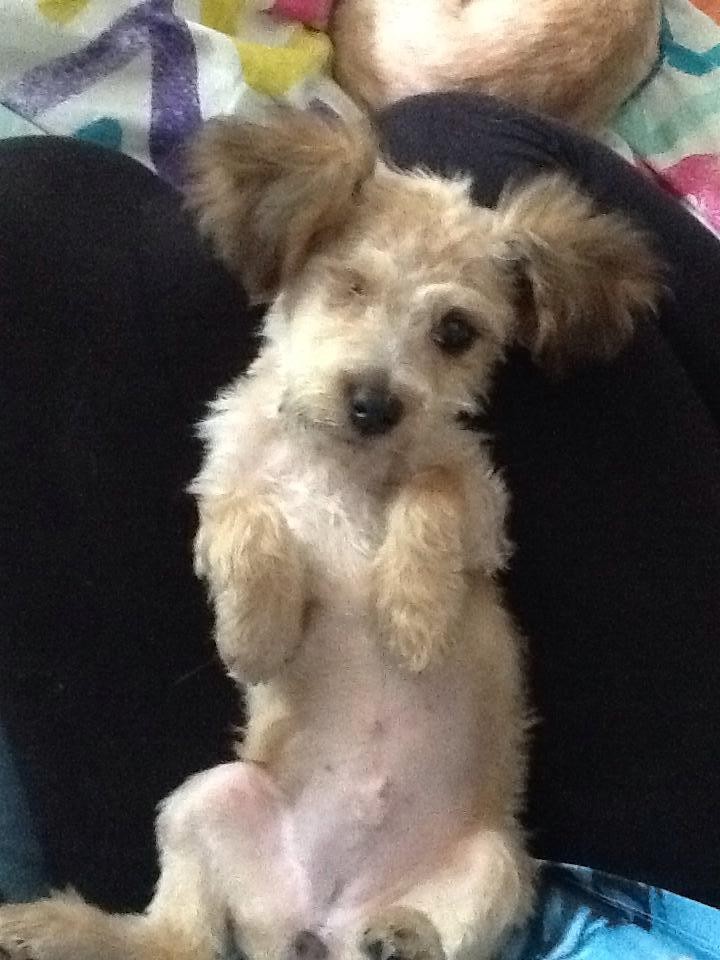 cattle dog x maltese