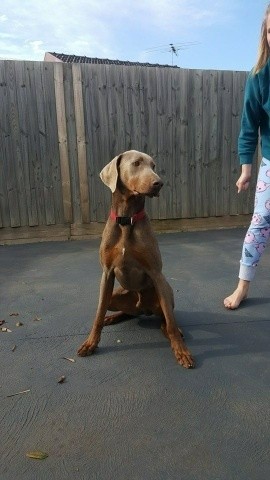 weimaraner and doberman