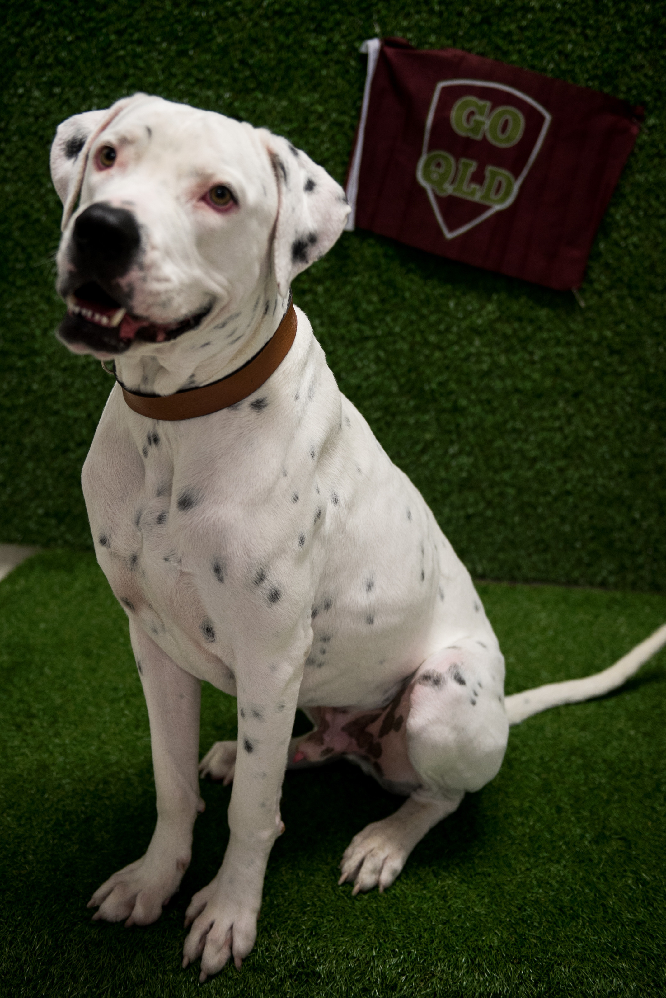 Digby - Large Male American Bulldog x Great Dane Mix Dog in QLD - PetRescue