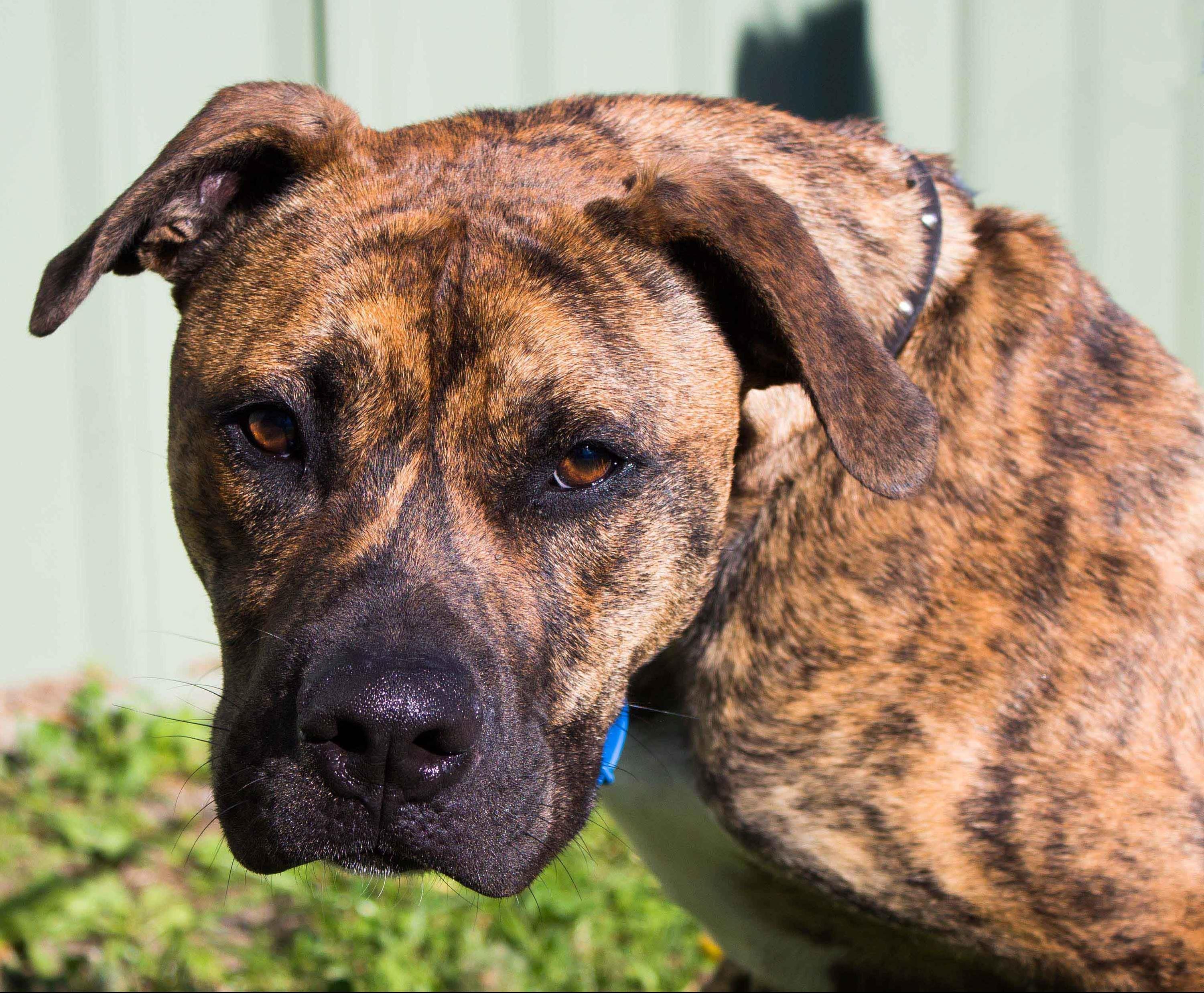 Alister Large Male American Bulldog X Mastiff Mix Dog In Nsw Petrescue