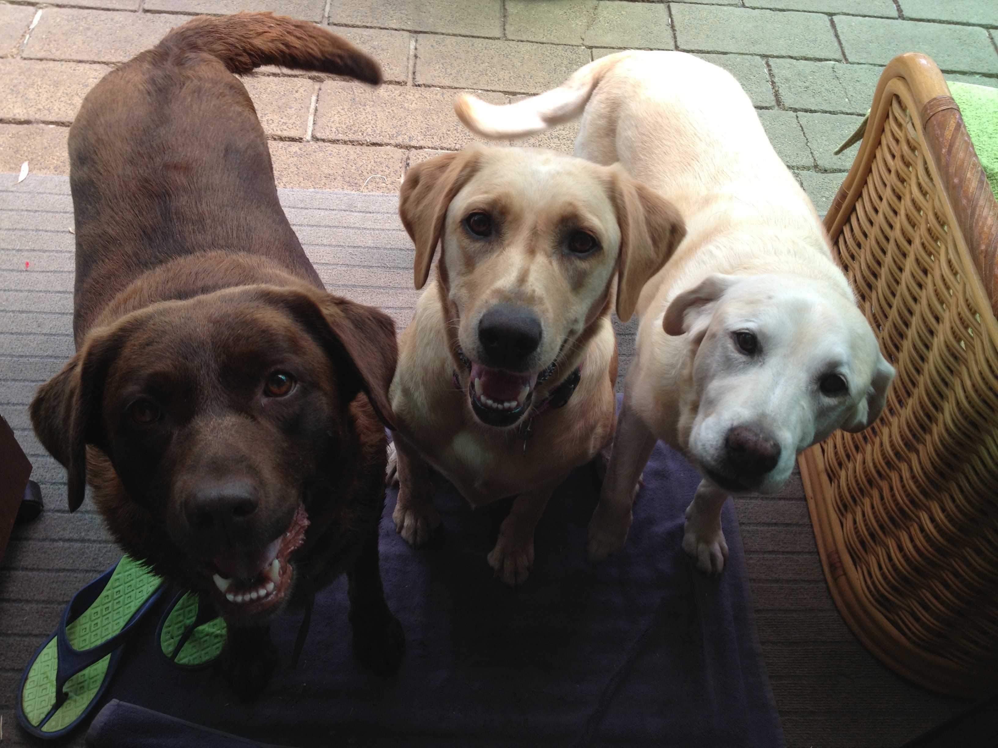 Maggie On Hold pending trial period Medium Female Labrador Dog in