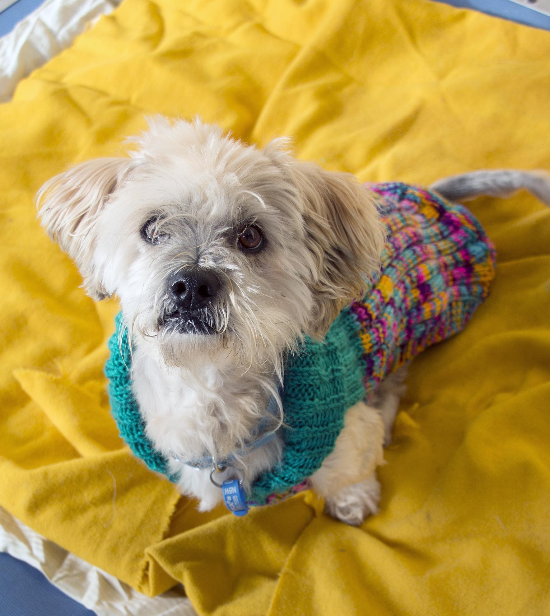 Isaac Small Male Lhasa Apso Mix Dog In Nsw Petrescue