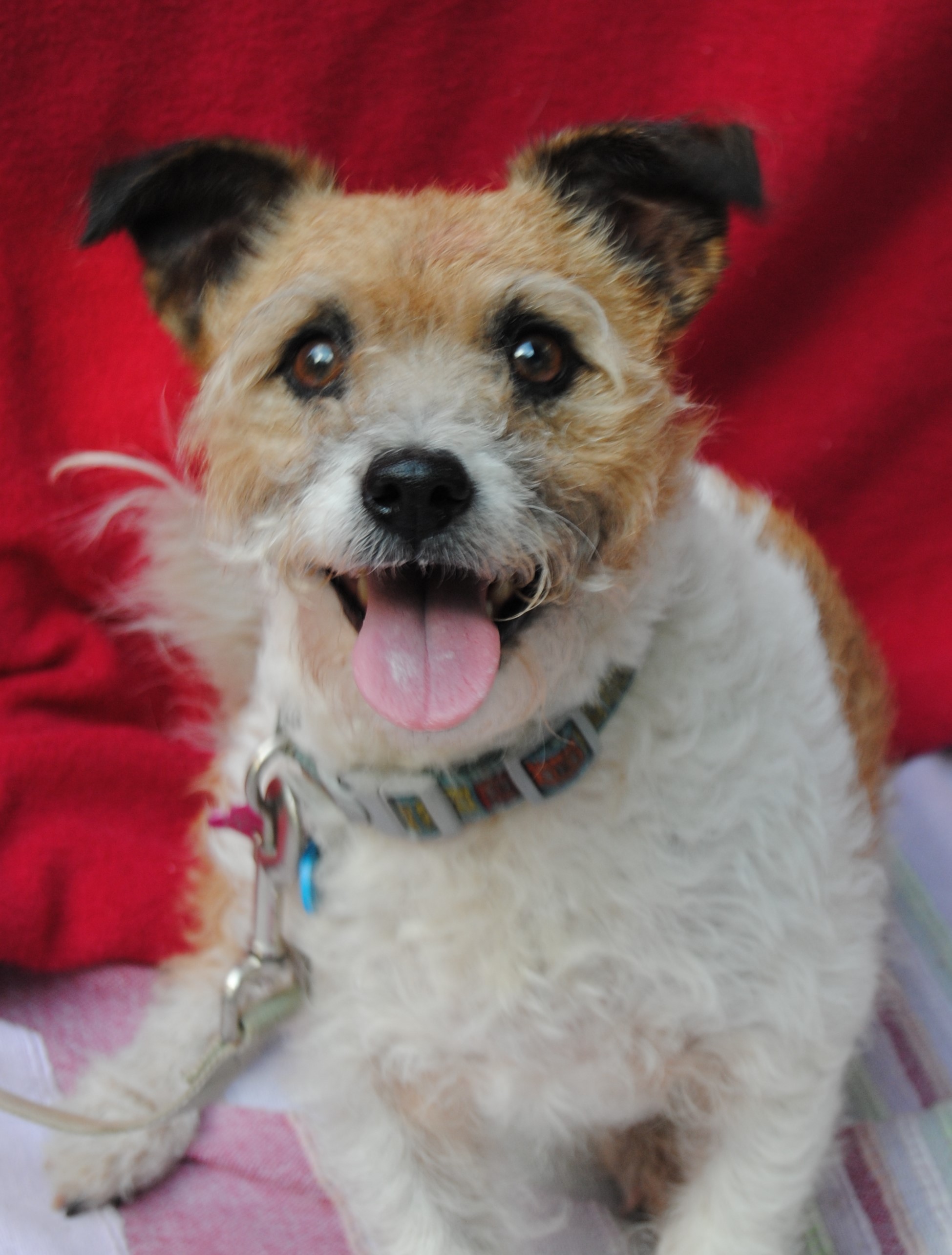 Bella Medium Female Wirehaired Jack Russell Dog in QLD PetRescue