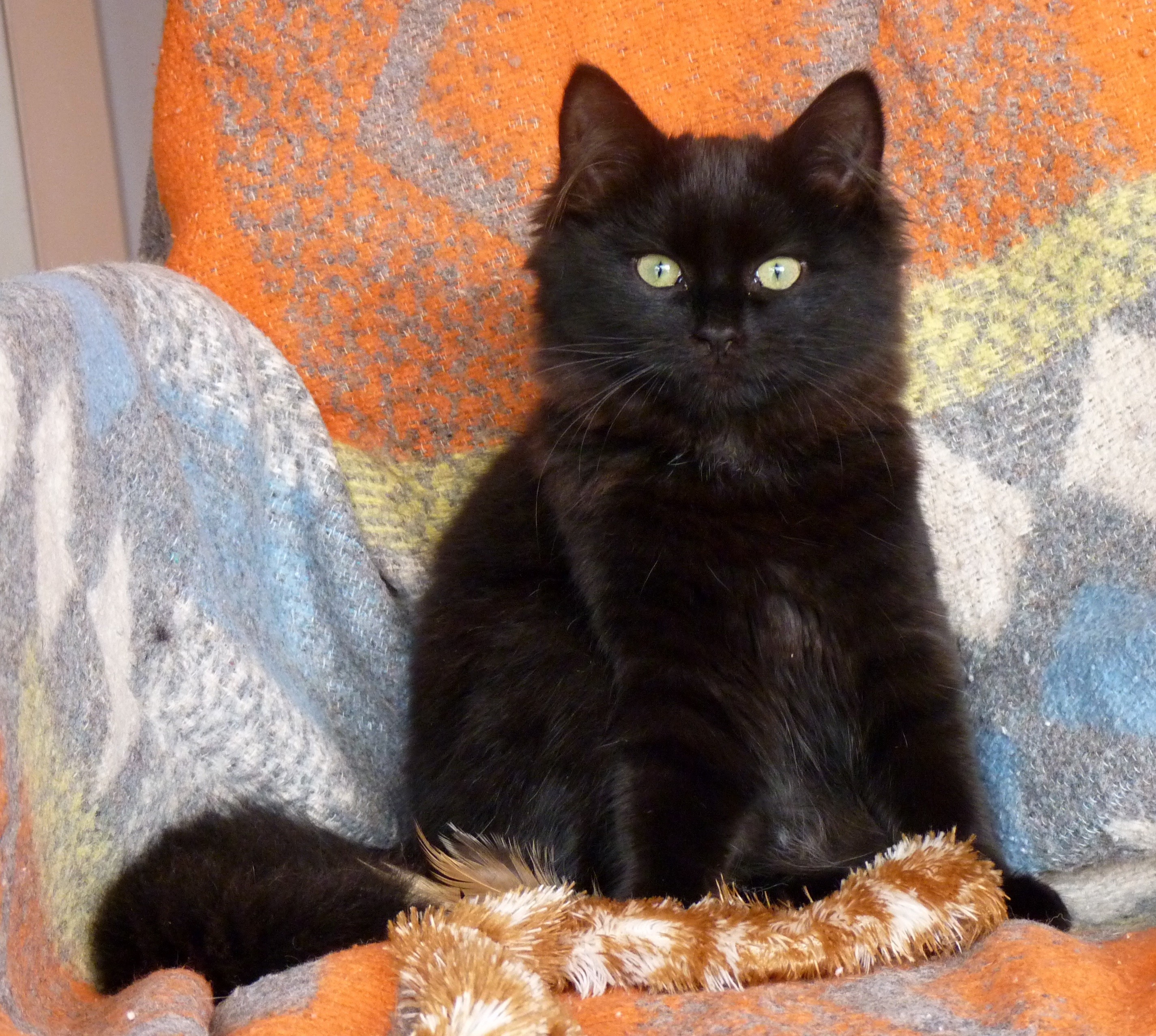 Owl Adoption Day Female Domestic Long Hair Cat In Vic