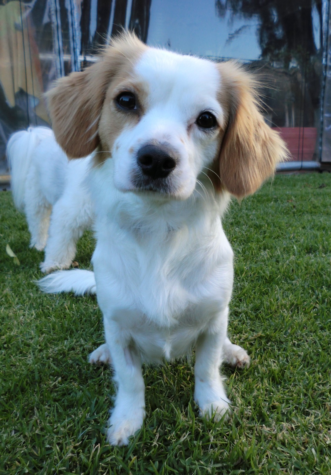 Ruby *On Trial in Her New Home* Small Female Cavalier King Charles