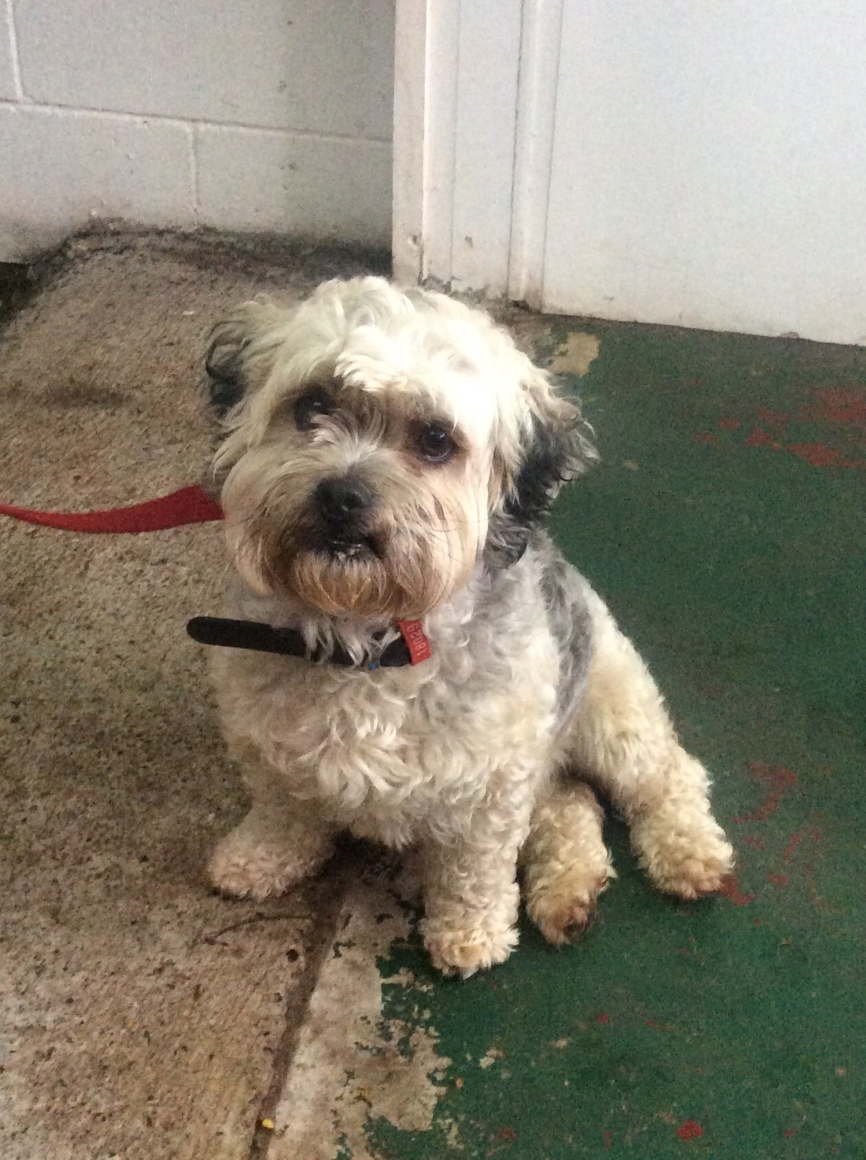 bichon lhasa apso mix for sale