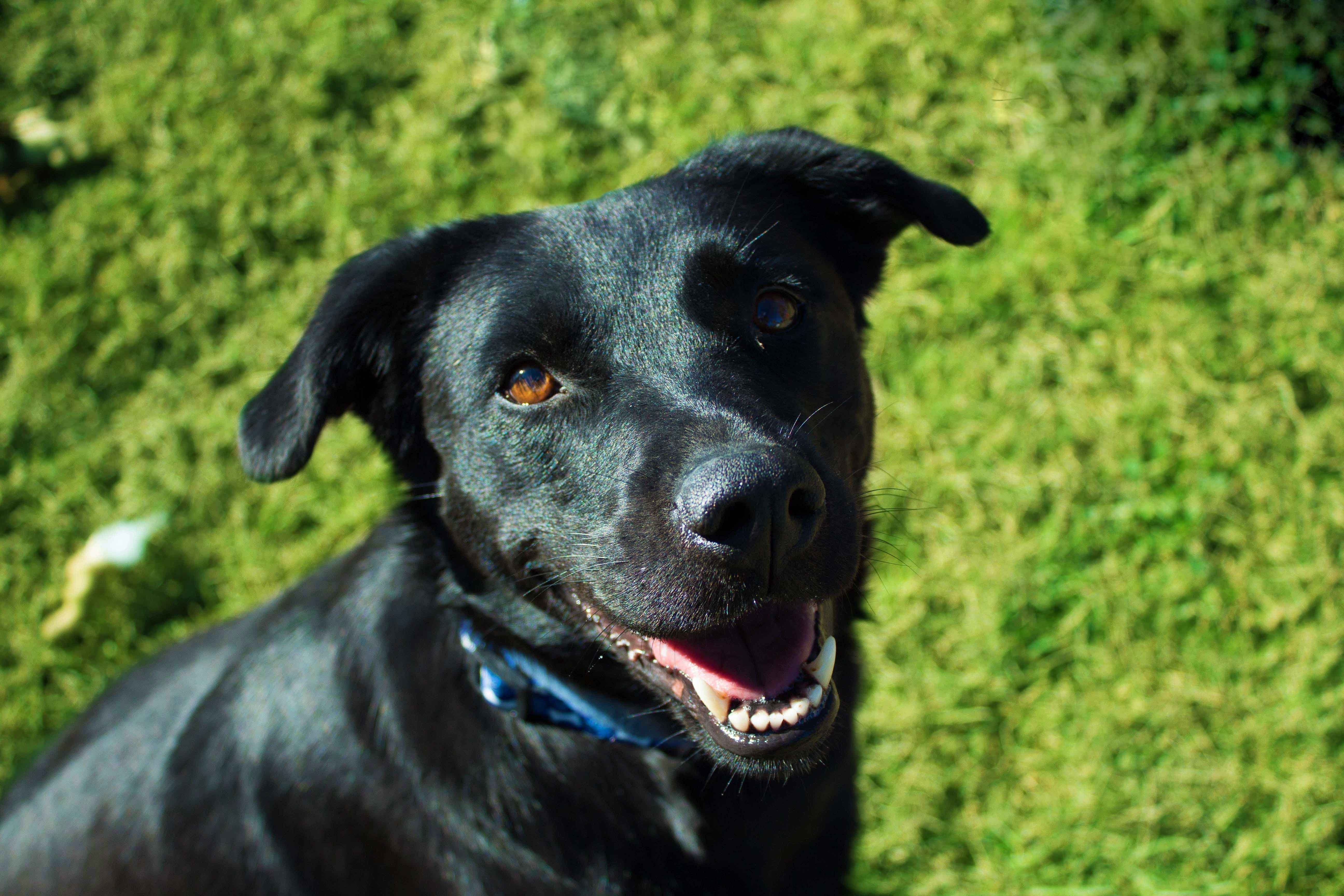Kelpie Lab Mix