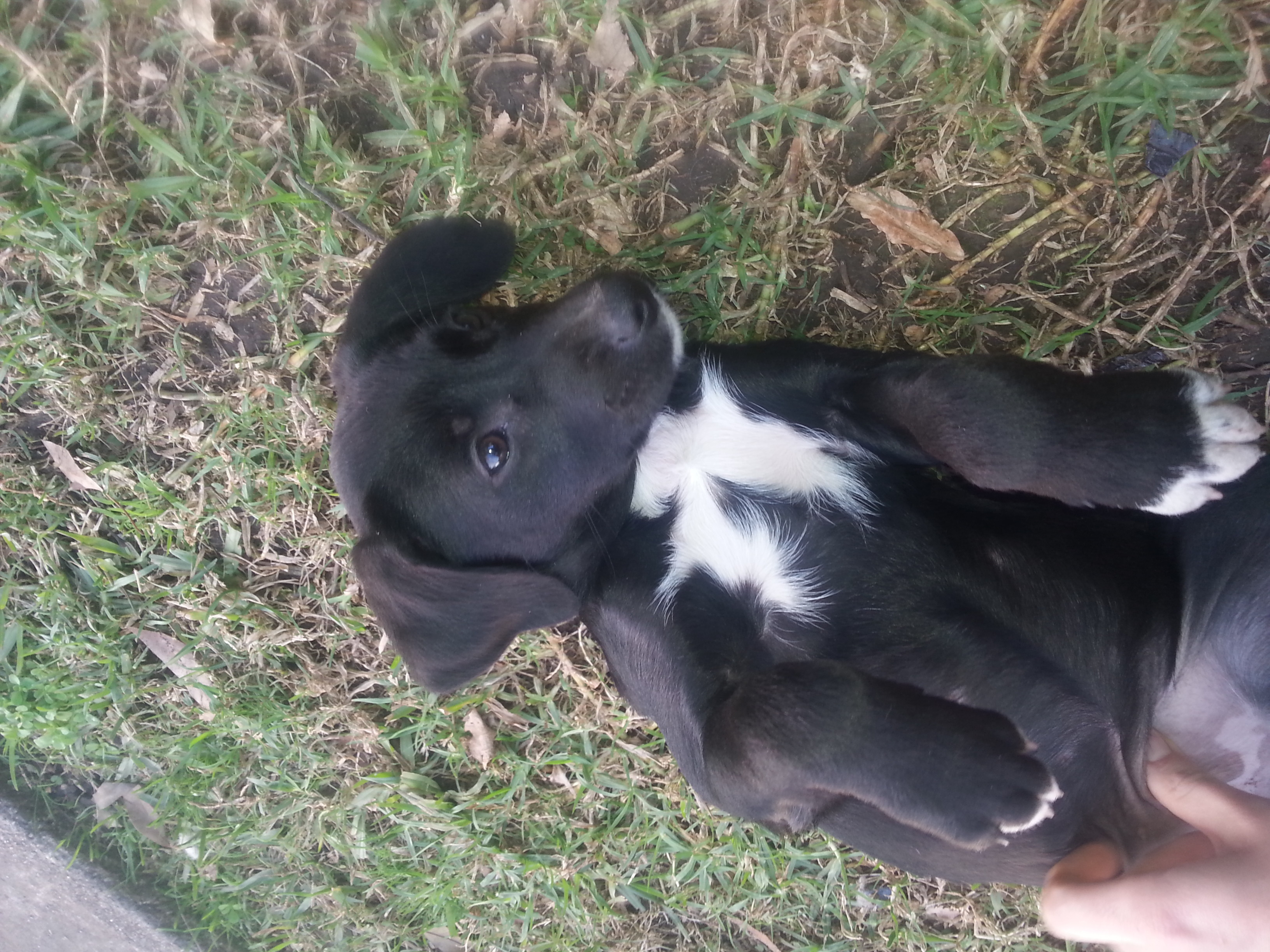 Aurora Large Female Border Collie x Catahoula x German Shorthaired