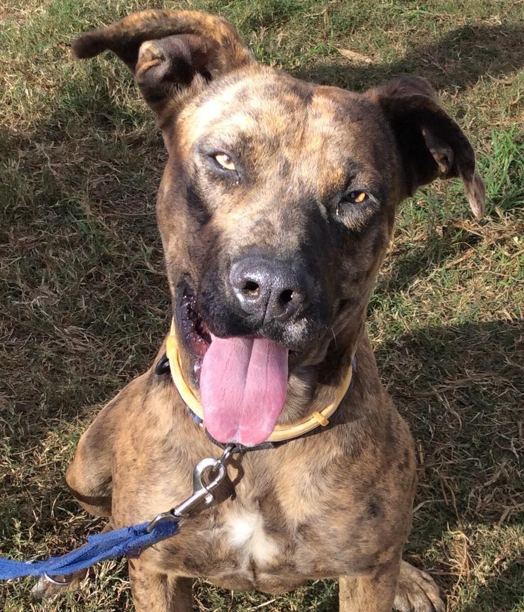 Taffy - Large Female Boxer x Louisiana Catahoula Leopard Dog Mix Dog in ...