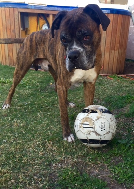 muscular boxer dog