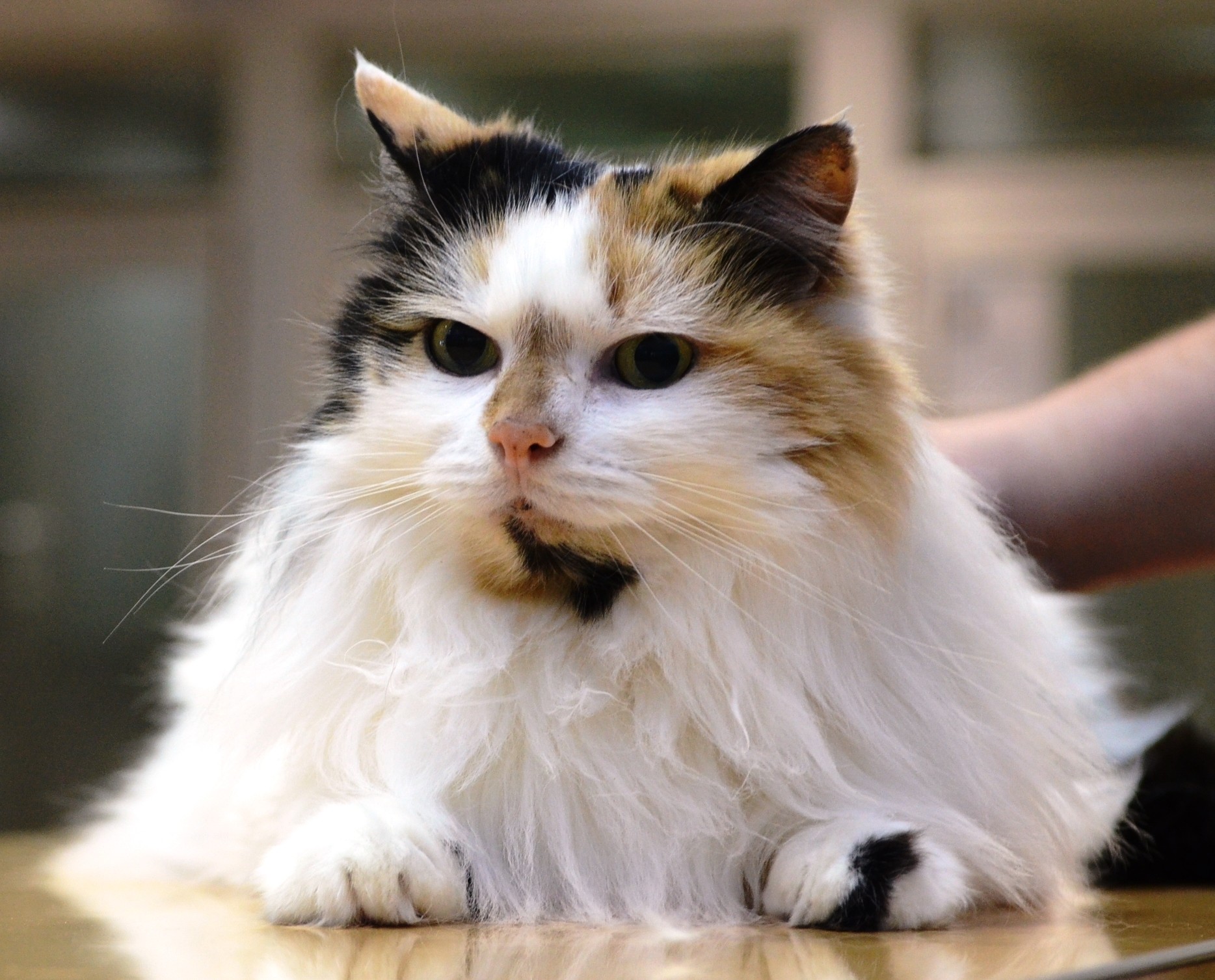 Bella Female Persian Mix Cat in NSW PetRescue