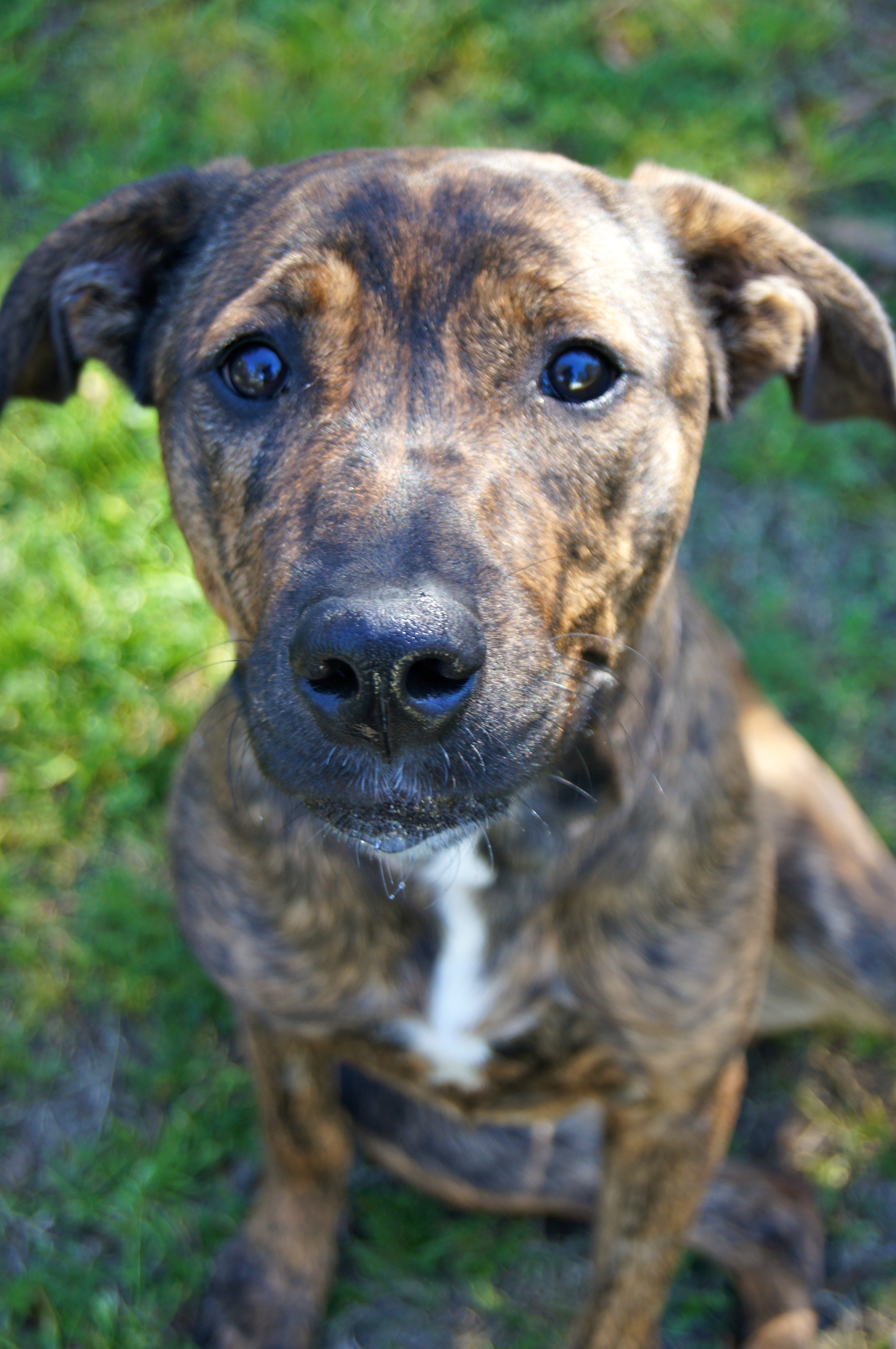 Mollie Large Female Boxer x Golden Retriever x Staffy Mix Dog in NSW PetRescue