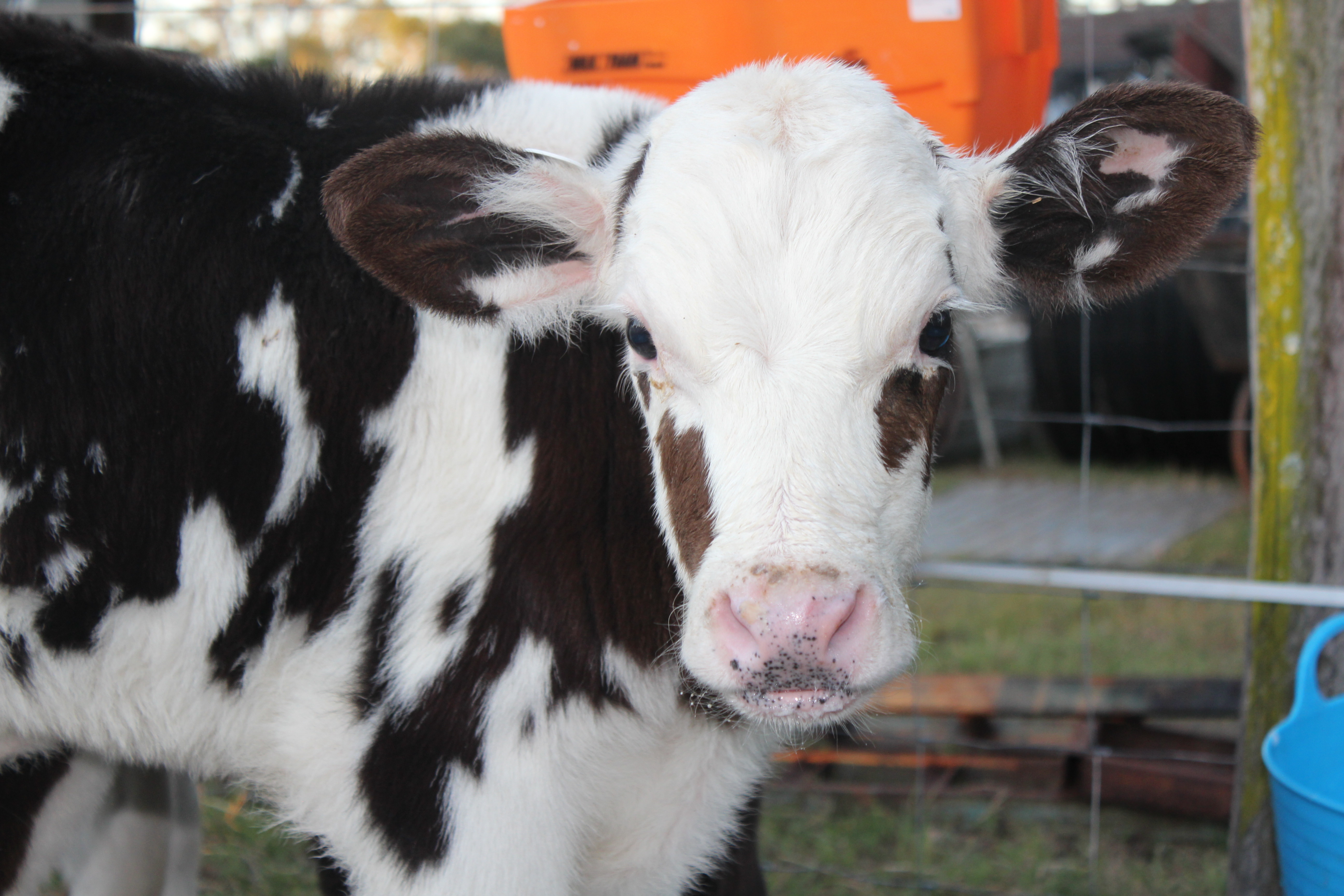 Andre - Male Cow in QLD - PetRescue