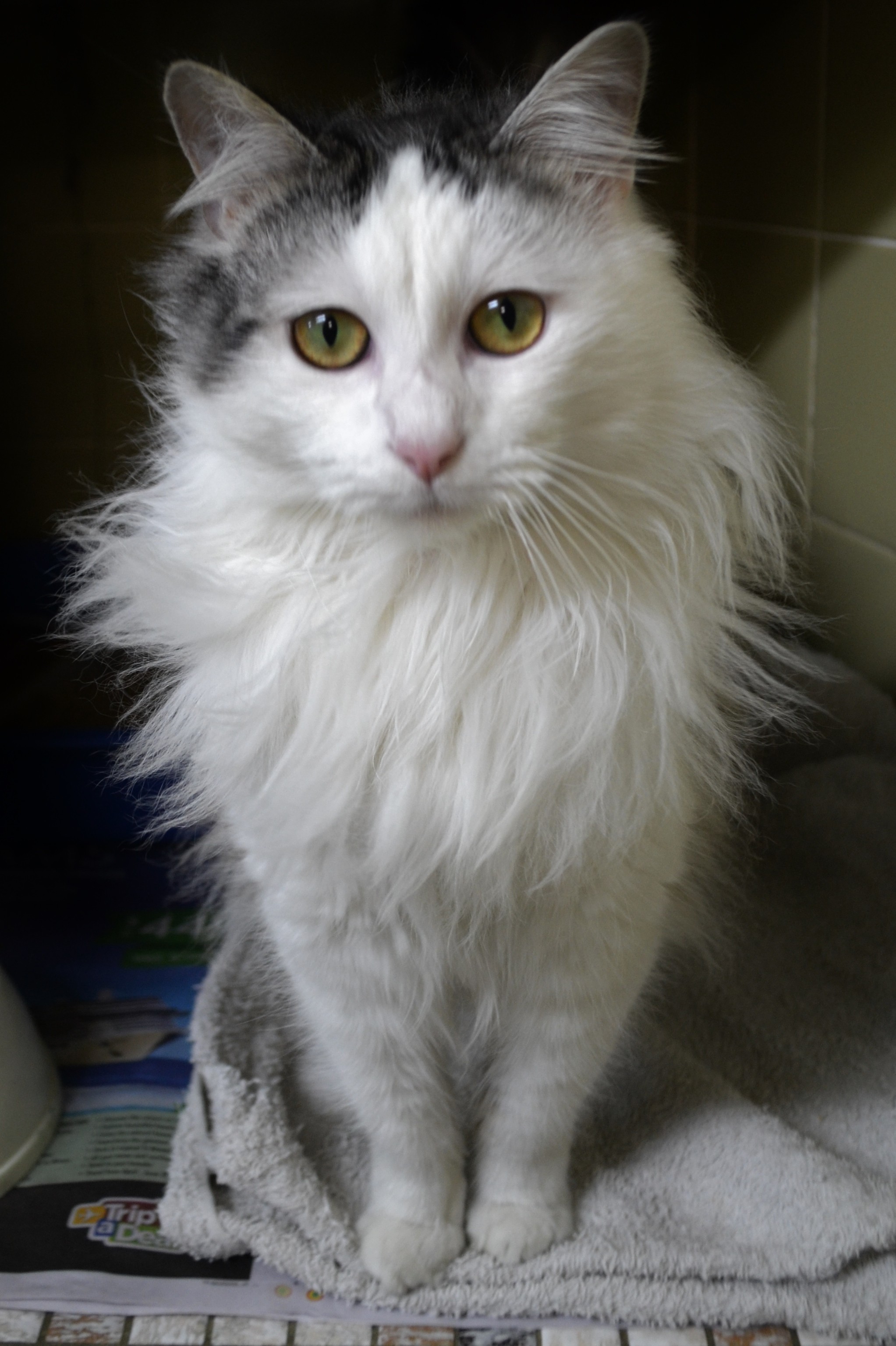 "Howie" 15440 Male Domestic Medium Hair Cat in NSW PetRescue