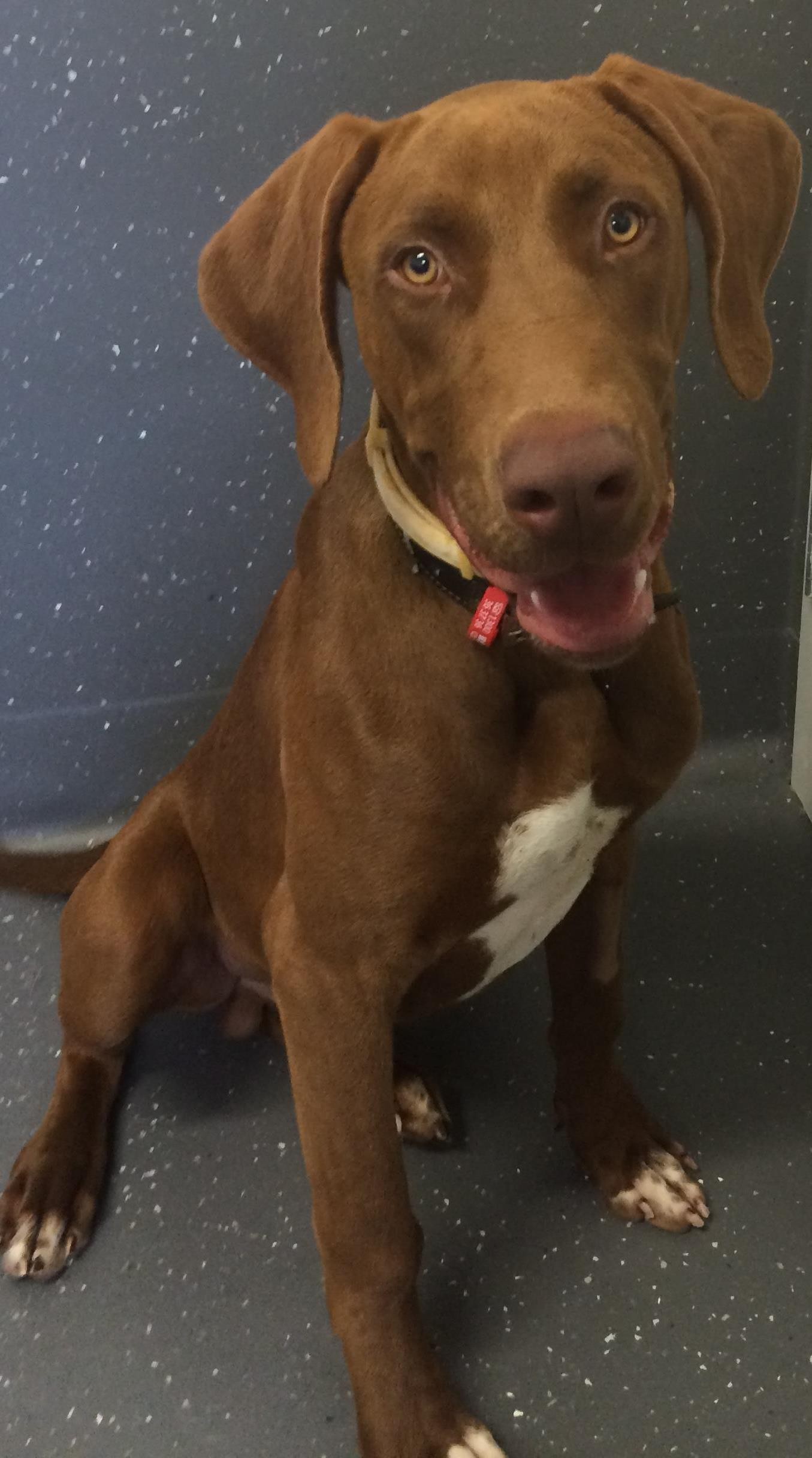 barnum-large-male-doberman-x-hungarian-vizsla-mix-dog-in-qld-petrescue