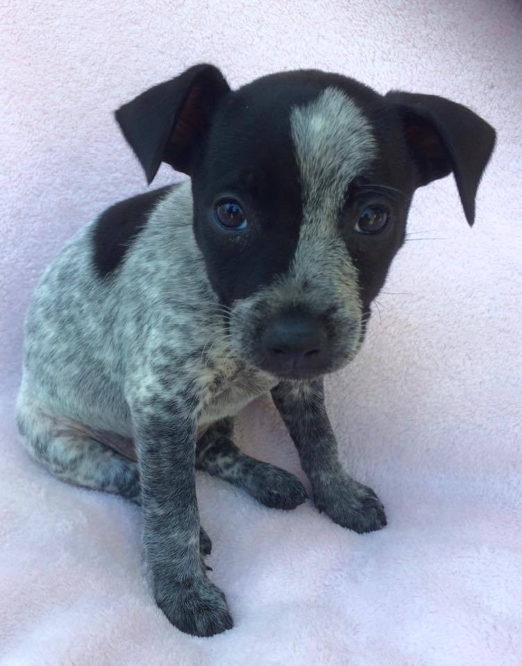 Josie - Small Female Australian Cattle Dog x Fox Terrier Mix Dog in QLD ...