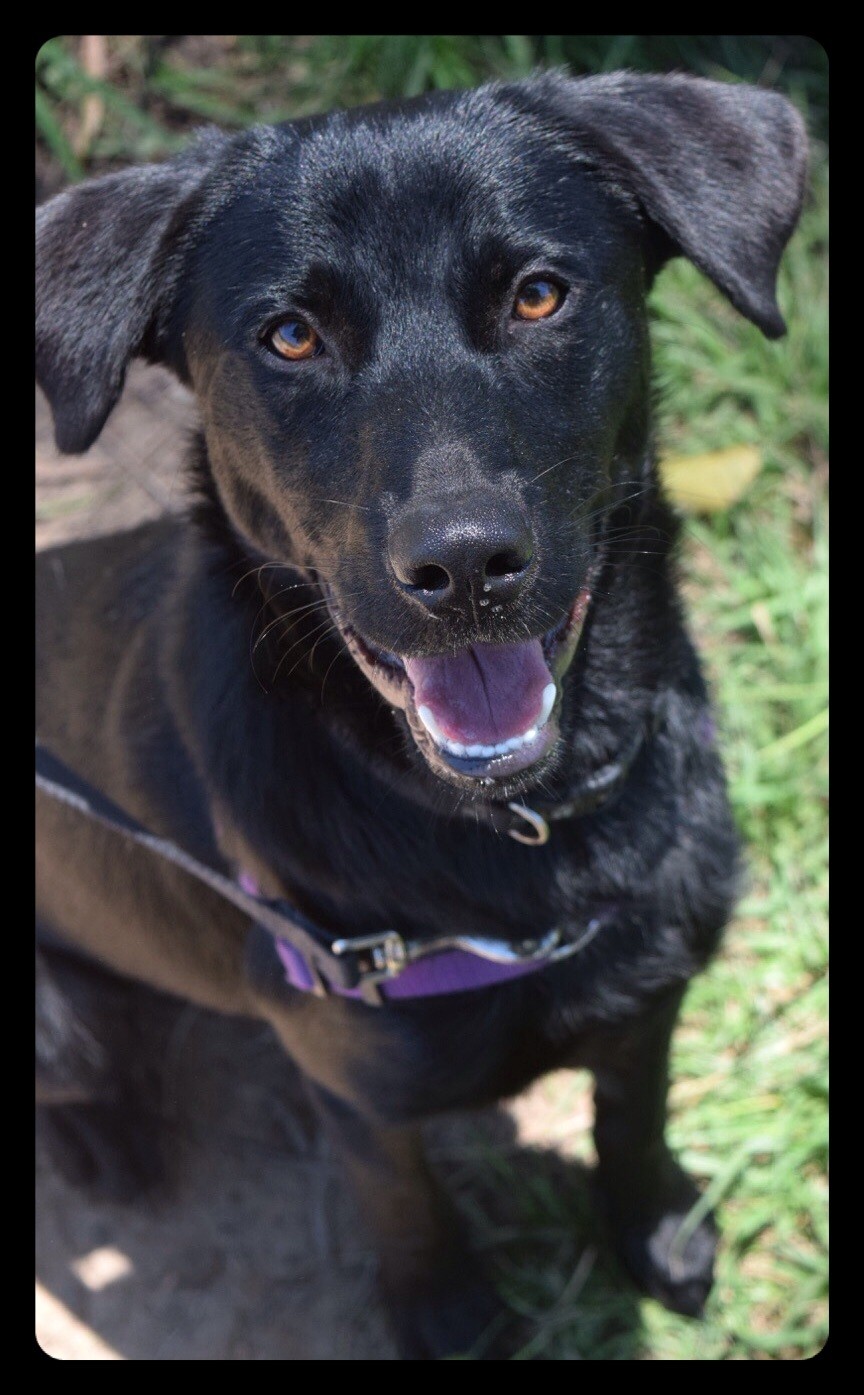 Black Jack Medium Male Kelpie x Labrador Retriever Mix Dog in QLD PetRescue