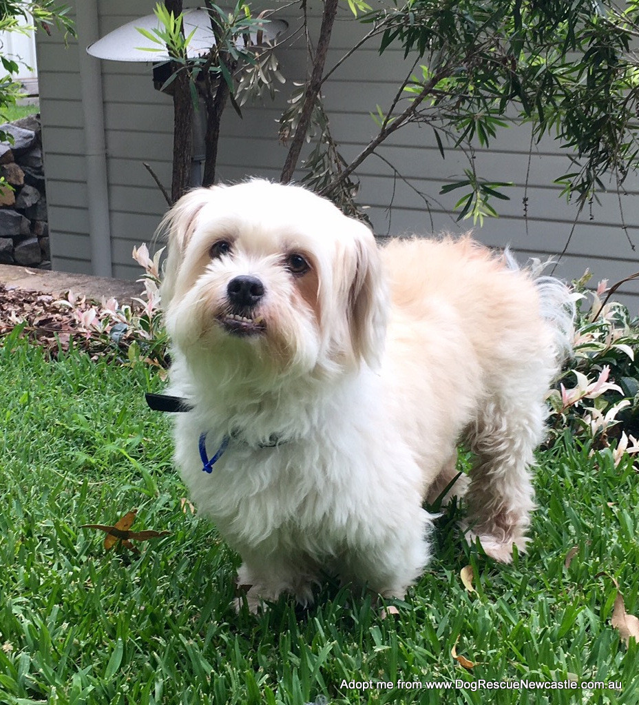 Sam Shih Tzu X Senior Trial 29 5 16 Small Male Shih Tzu Mix Dog In Nsw Petrescue