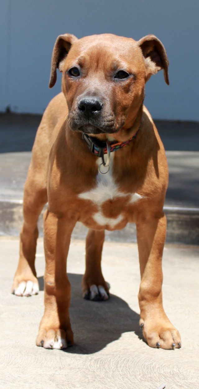 Mary Beth Large Female Staffordshire Bull Terrier Mix Dog in NSW PetRescue
