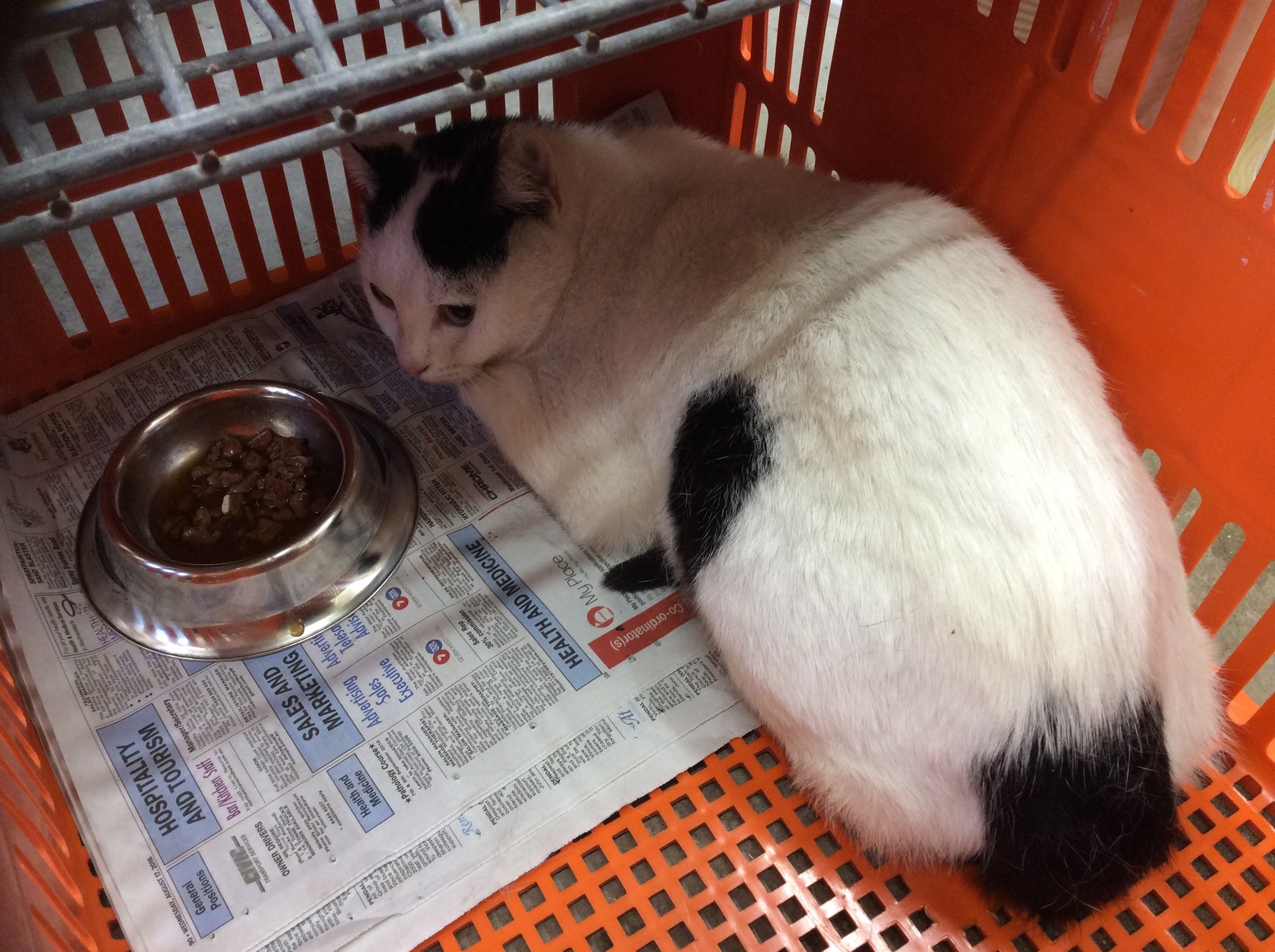 Brian Male Domestic Short Hair Mix Cat In Wa Petrescue