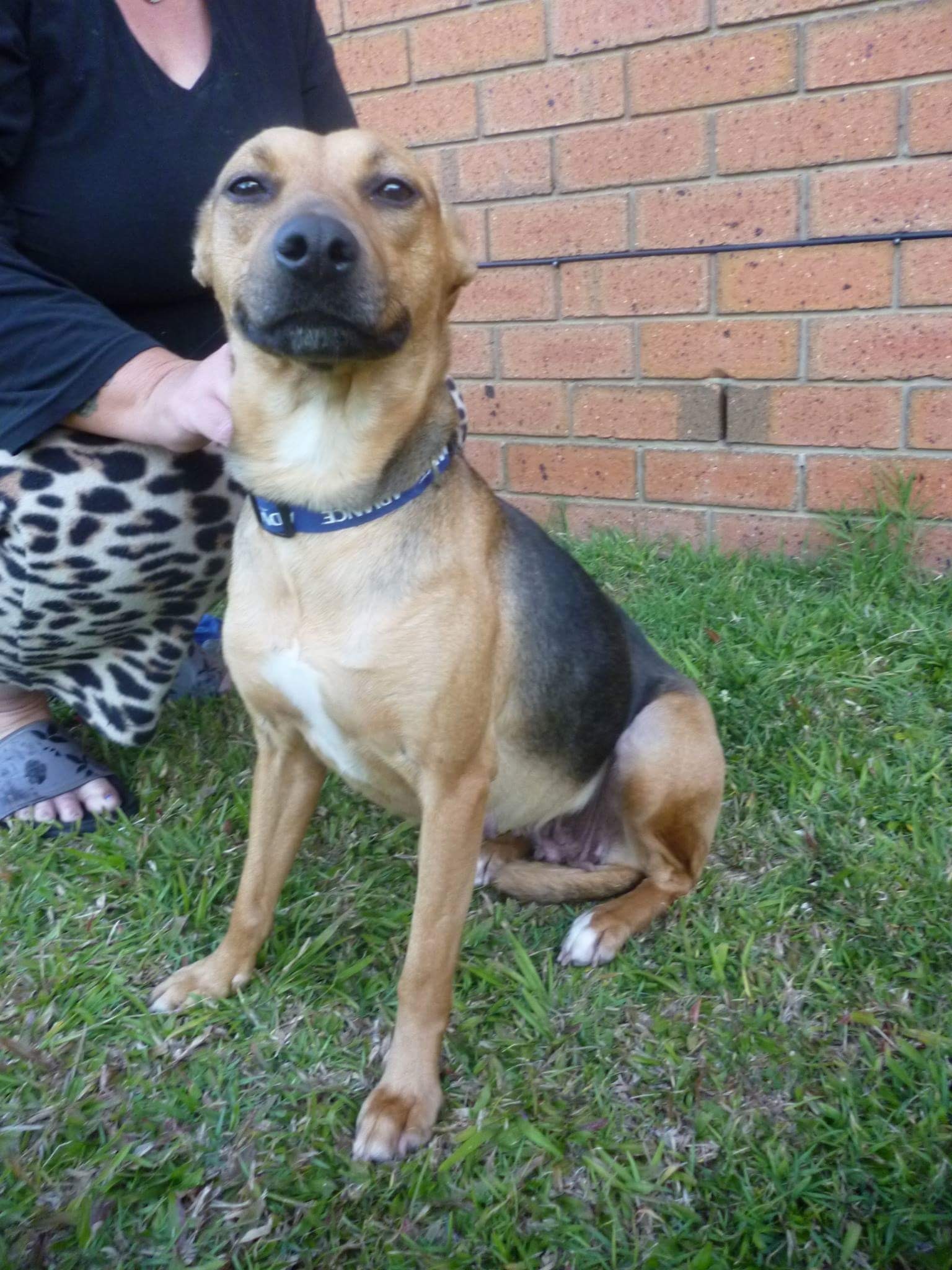 german shepherd jack russell terrier mix