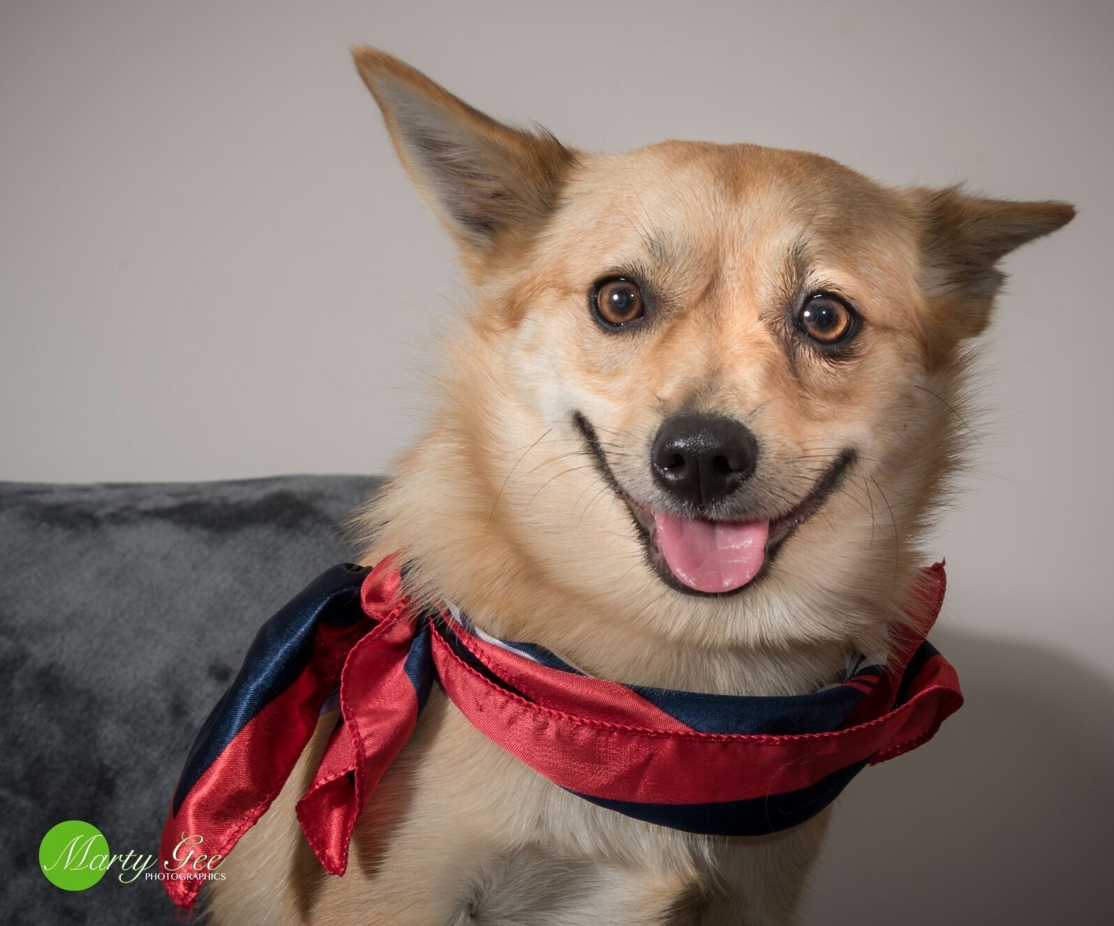 pomeranian cross kelpie