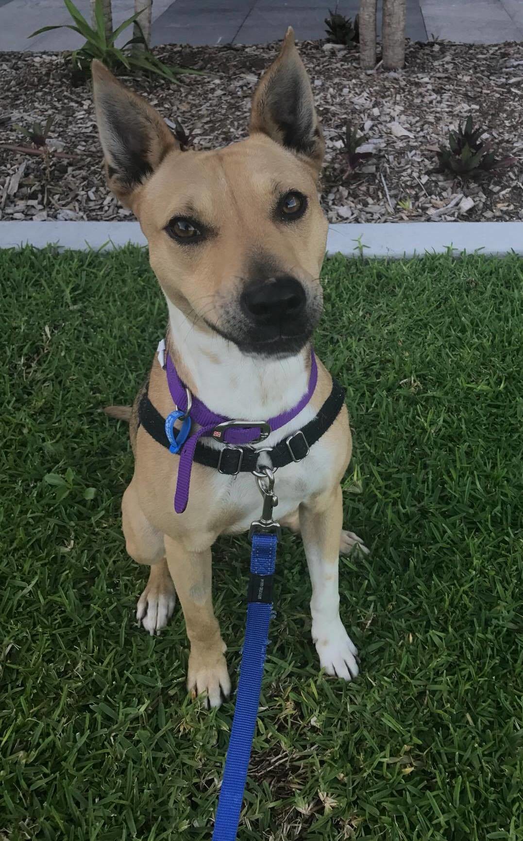 Cc Medium Female Basenji x Staffordshire Bull Terrier Mix Dog in NSW