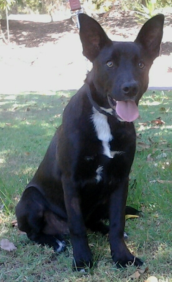 Jack Medium Male Labrador Retriever x Australian Kelpie Mix Dog in NSW PetRescue