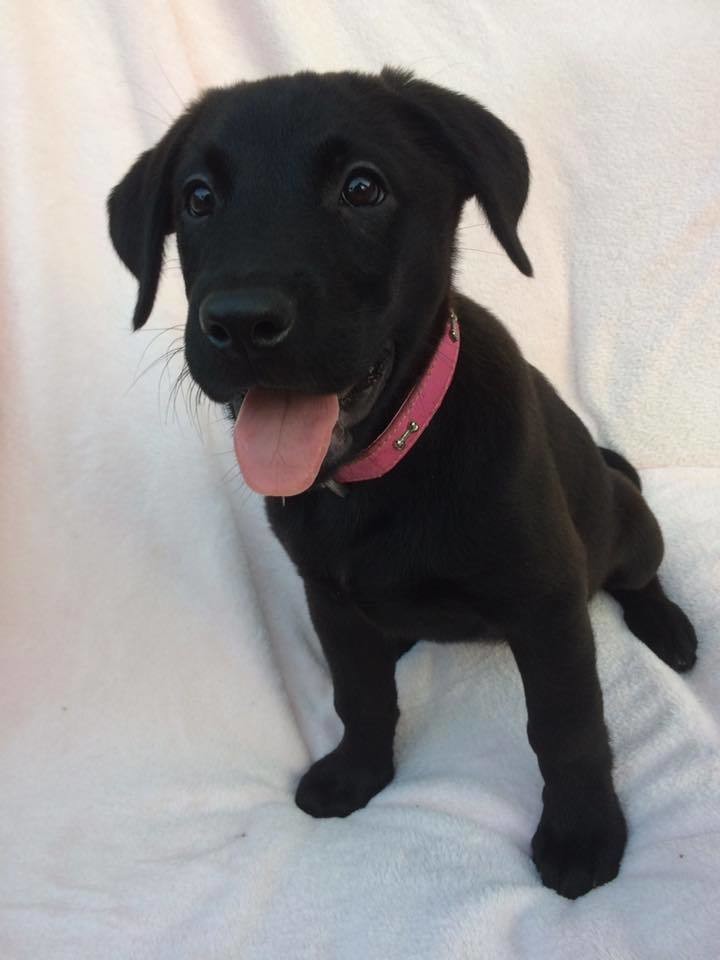 Niah Medium Female Akita Inu x Labrador Mix Dog in QLD PetRescue