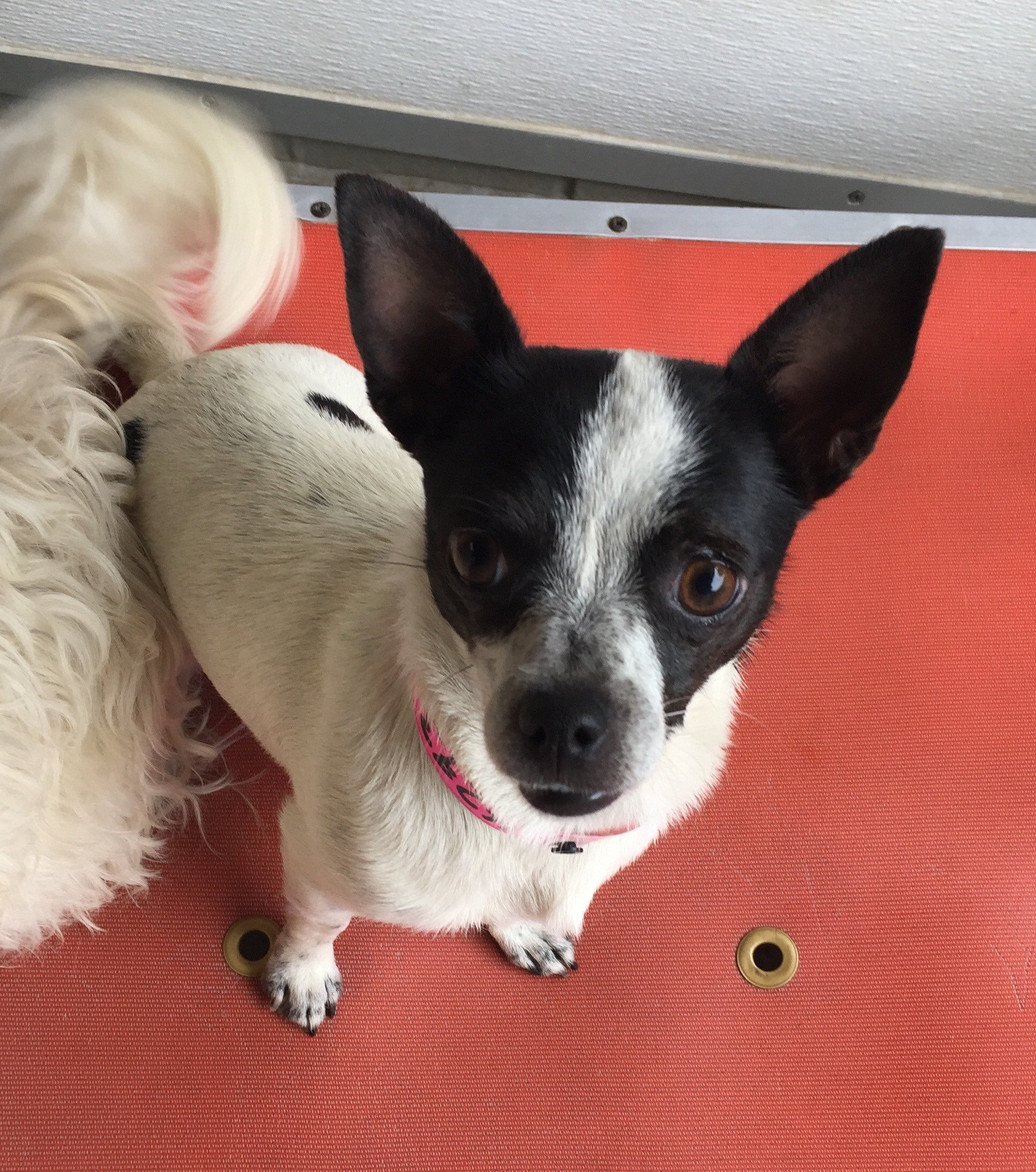 Dottie Small Female Chihuahua x Miniature Fox Terrier Mix Dog in NSW