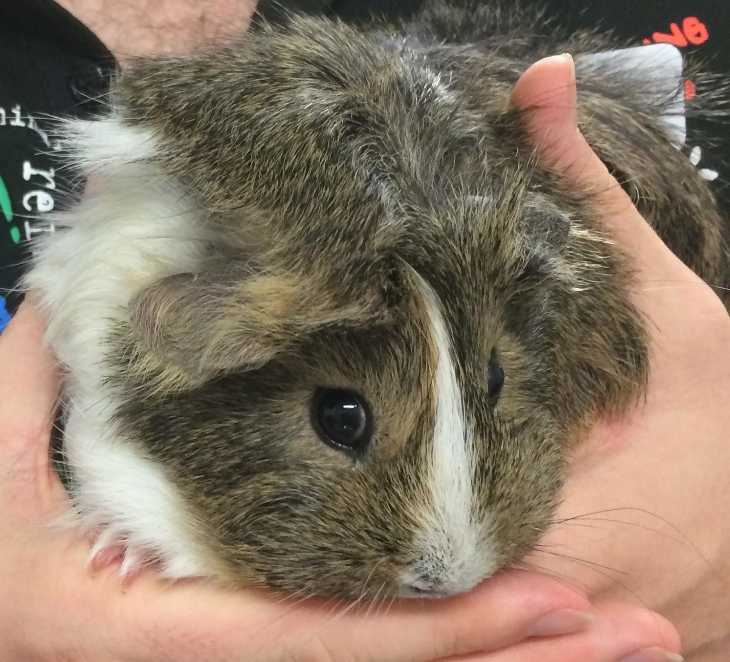 Macie - Female Short-hair Abyssinian Mix Guinea Pig in QLD  