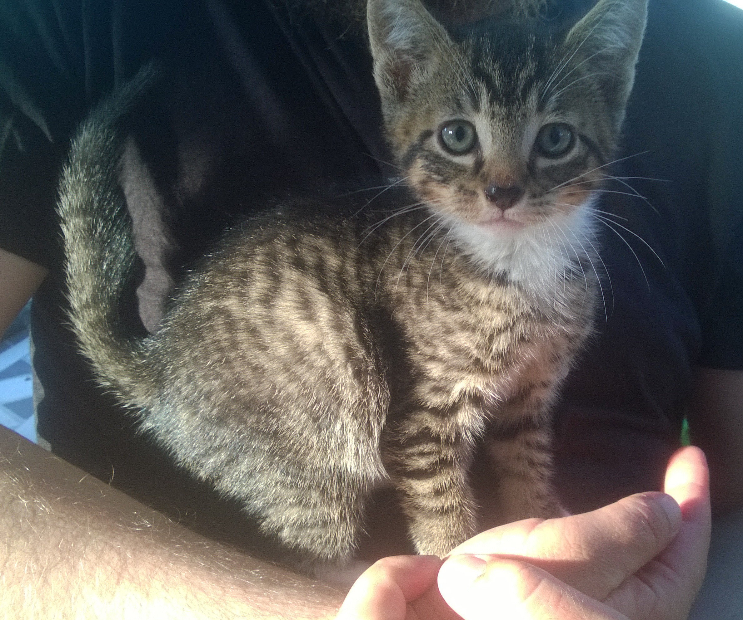 Kittens Mayfield Newcastle Nsw Male Domestic Short Hair Cat In Nsw Petrescue