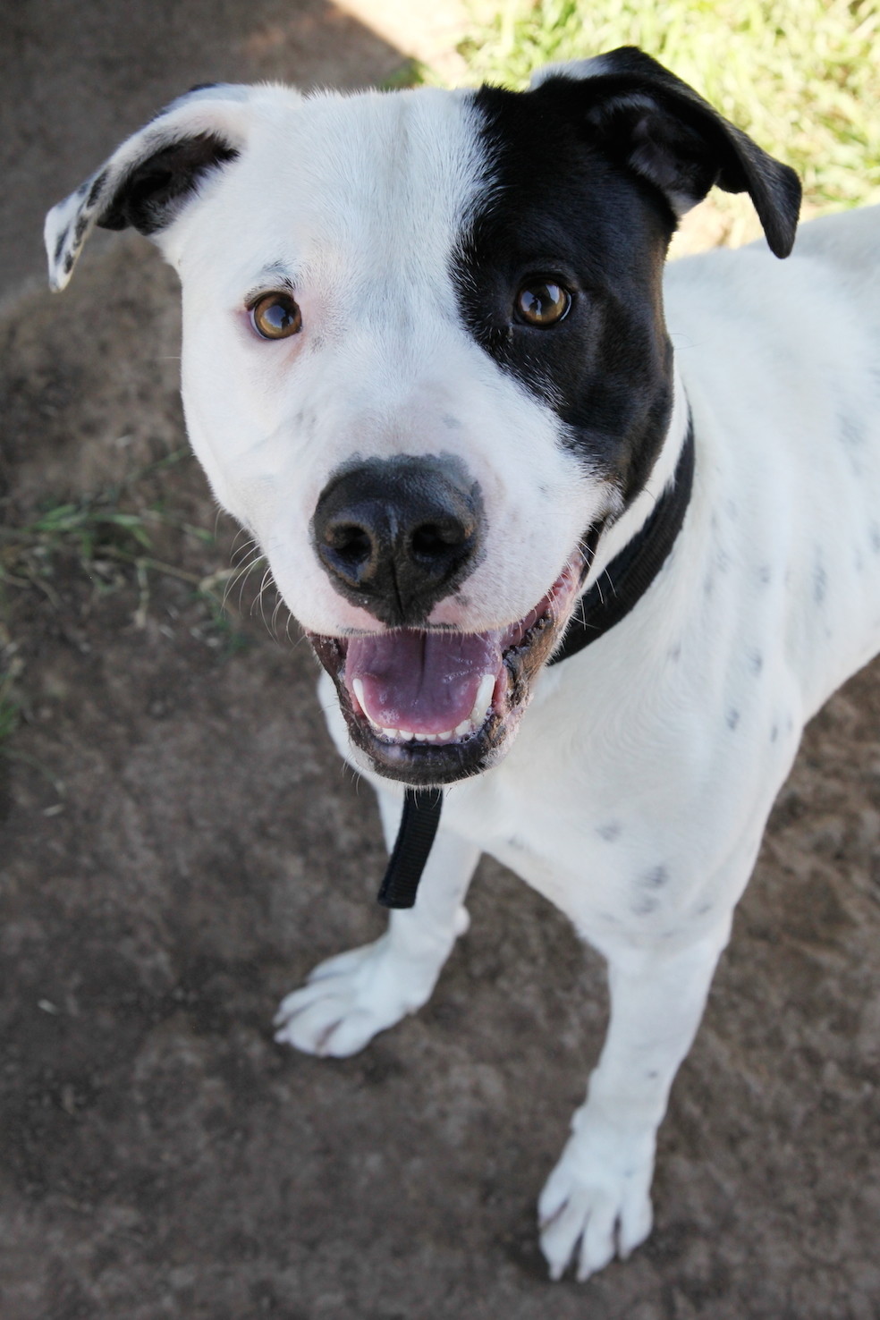 Patch Large Male Australian Cattle Dog x American Staffordshire Terrier Mix Dog in NSW PetRescue