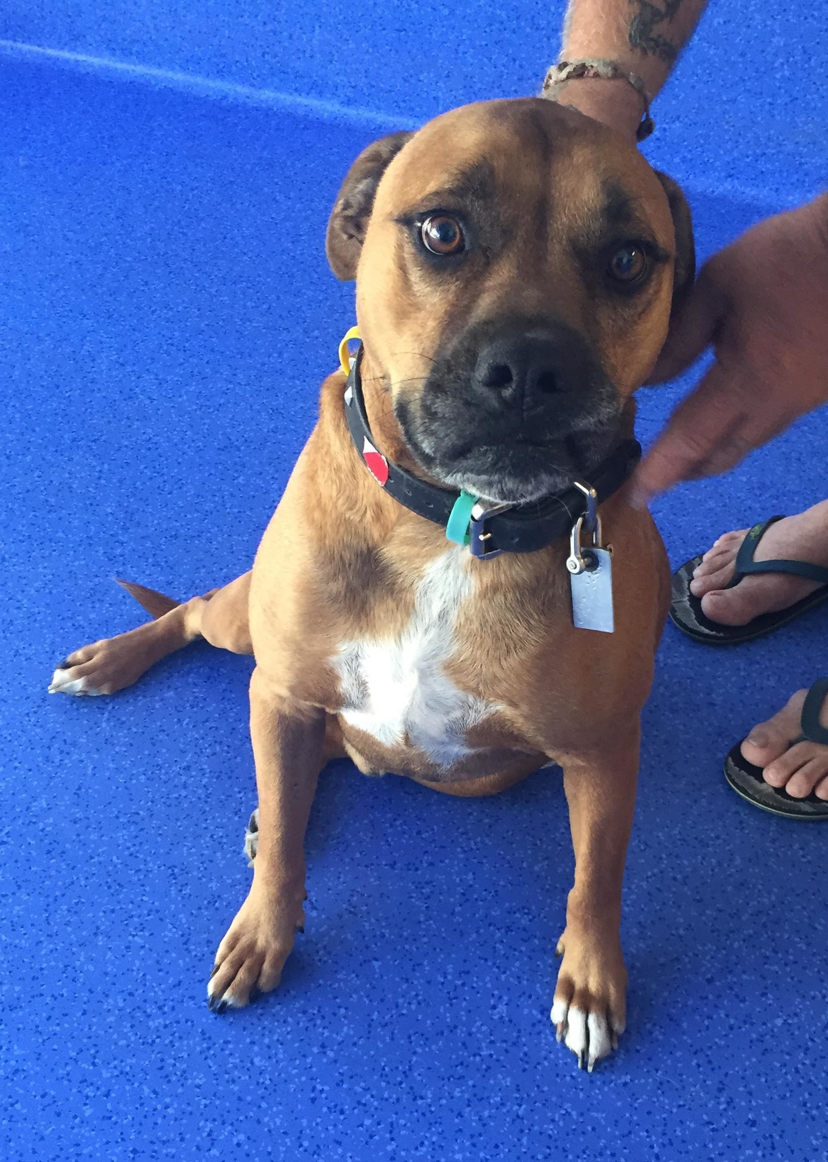 Bones Medium Male Boxer x American Staffordshire Bull Terrier Mix Dog in QLD PetRescue
