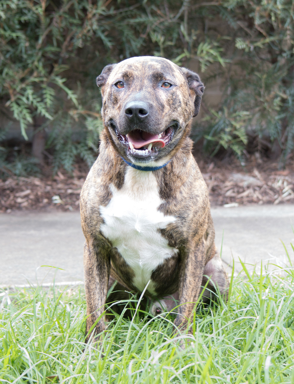 Butch Medium Male Staffordshire Bull Terrier X German Shepherd Dog Mix Dog In Nsw Petrescue