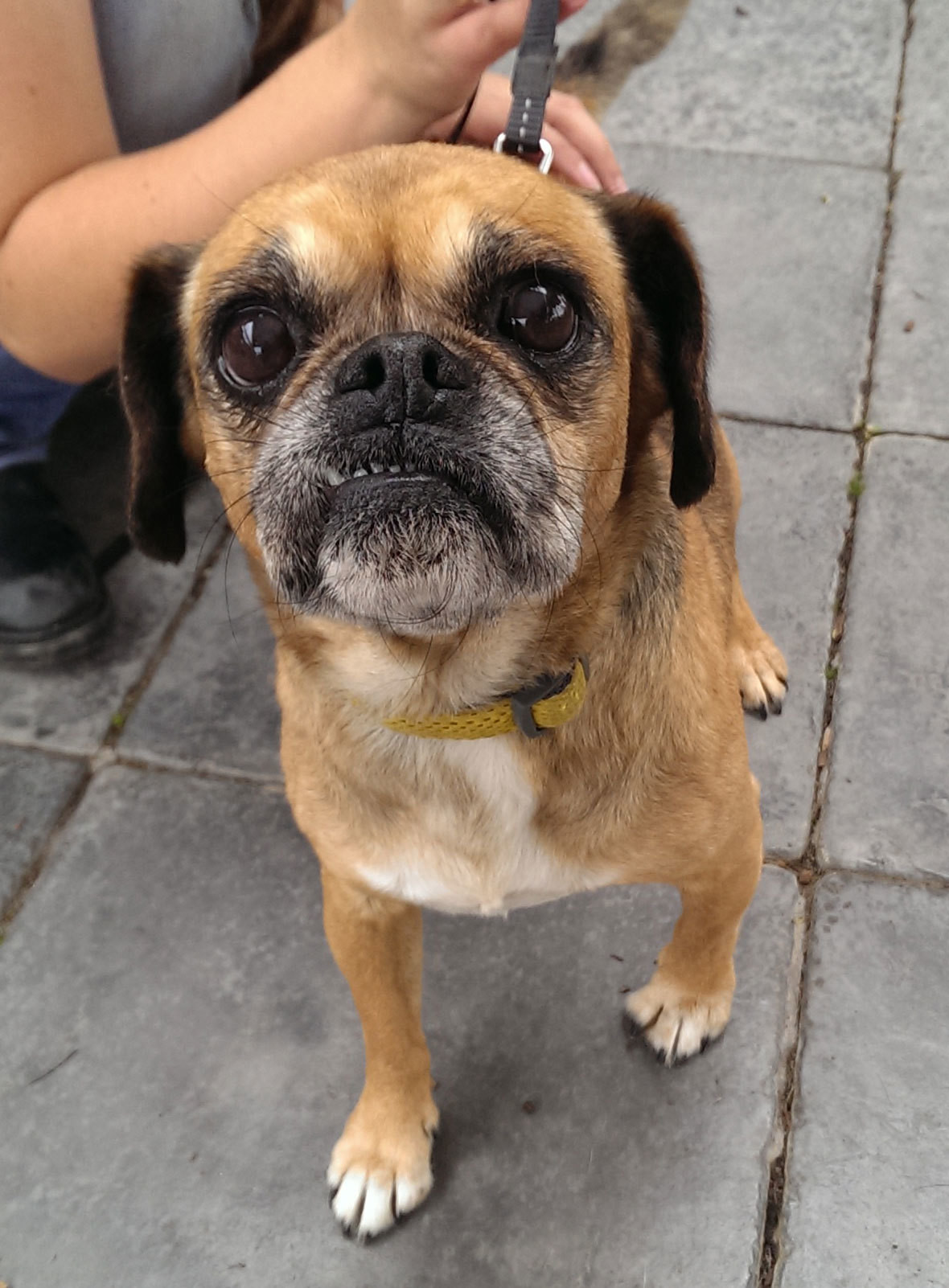 ID 30625 Small Female Cavalier King Charles Spaniel x Pug Mix Dog in VIC PetRescue