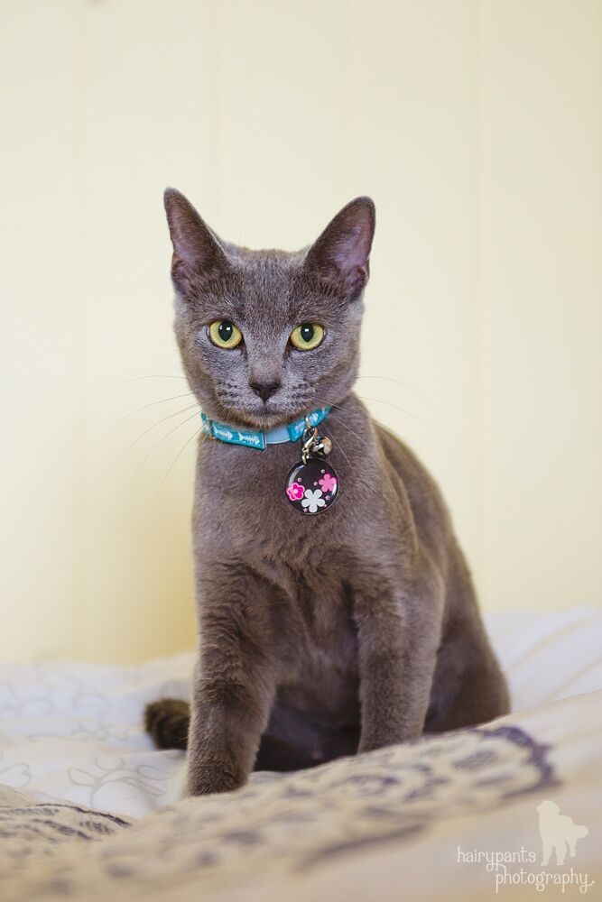 Ellie 100 Only Female Russian Blue Cat In Qld Petrescue