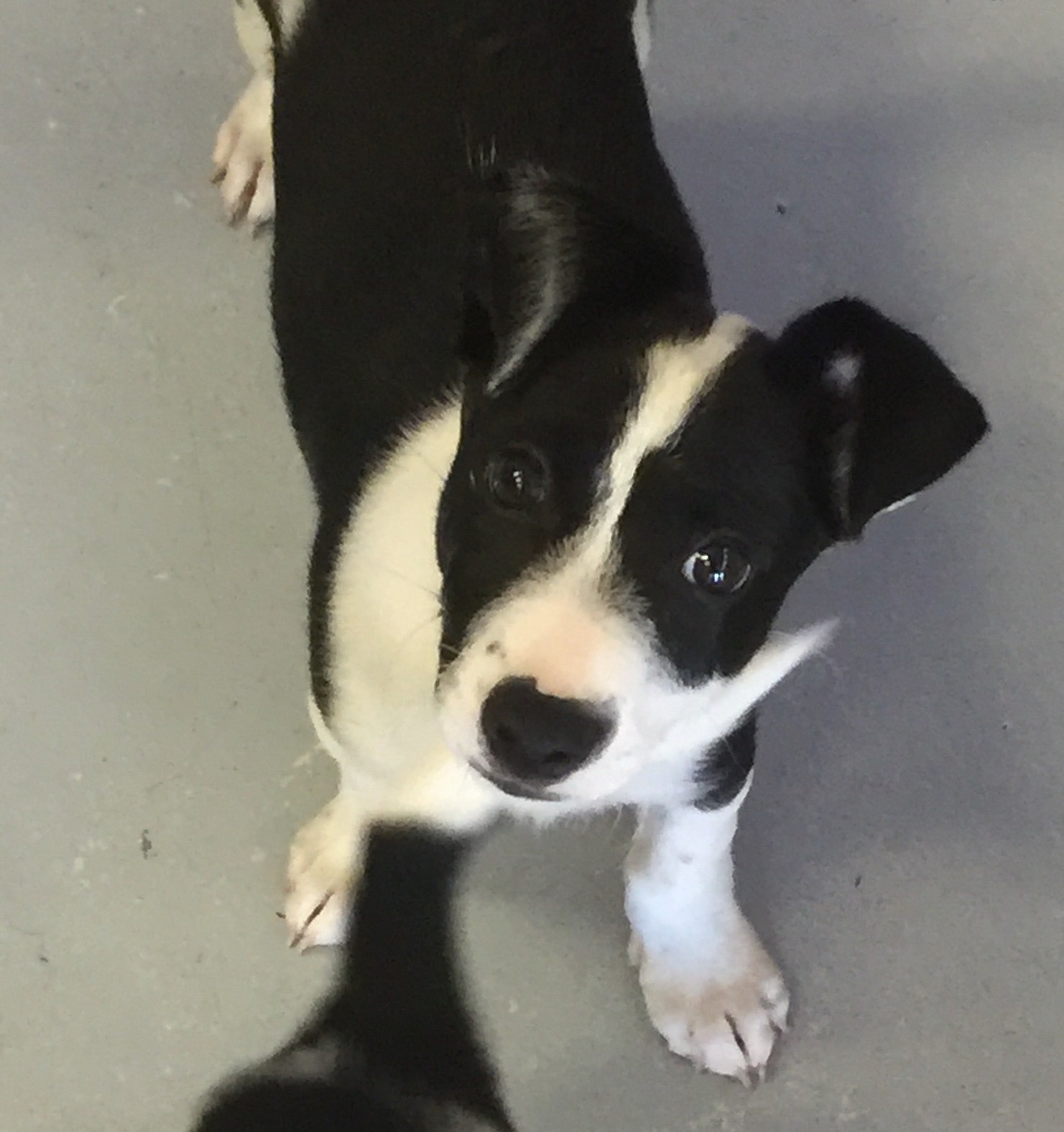 Grumps Small Male Border Collie x Jack Russell Terrier Mix Dog in NSW PetRescue
