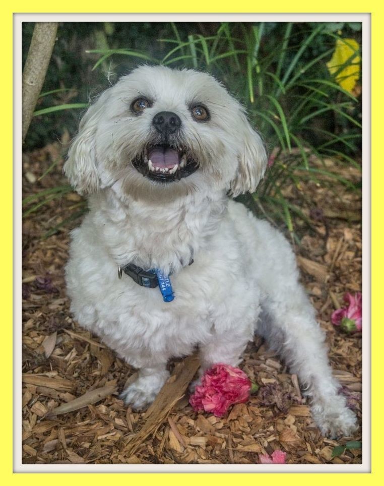 Milo Maltese X Shih Tzu On Trial 10 04 16 Small Male Maltese X Shih Tzu Mix Dog In Nsw Petrescue